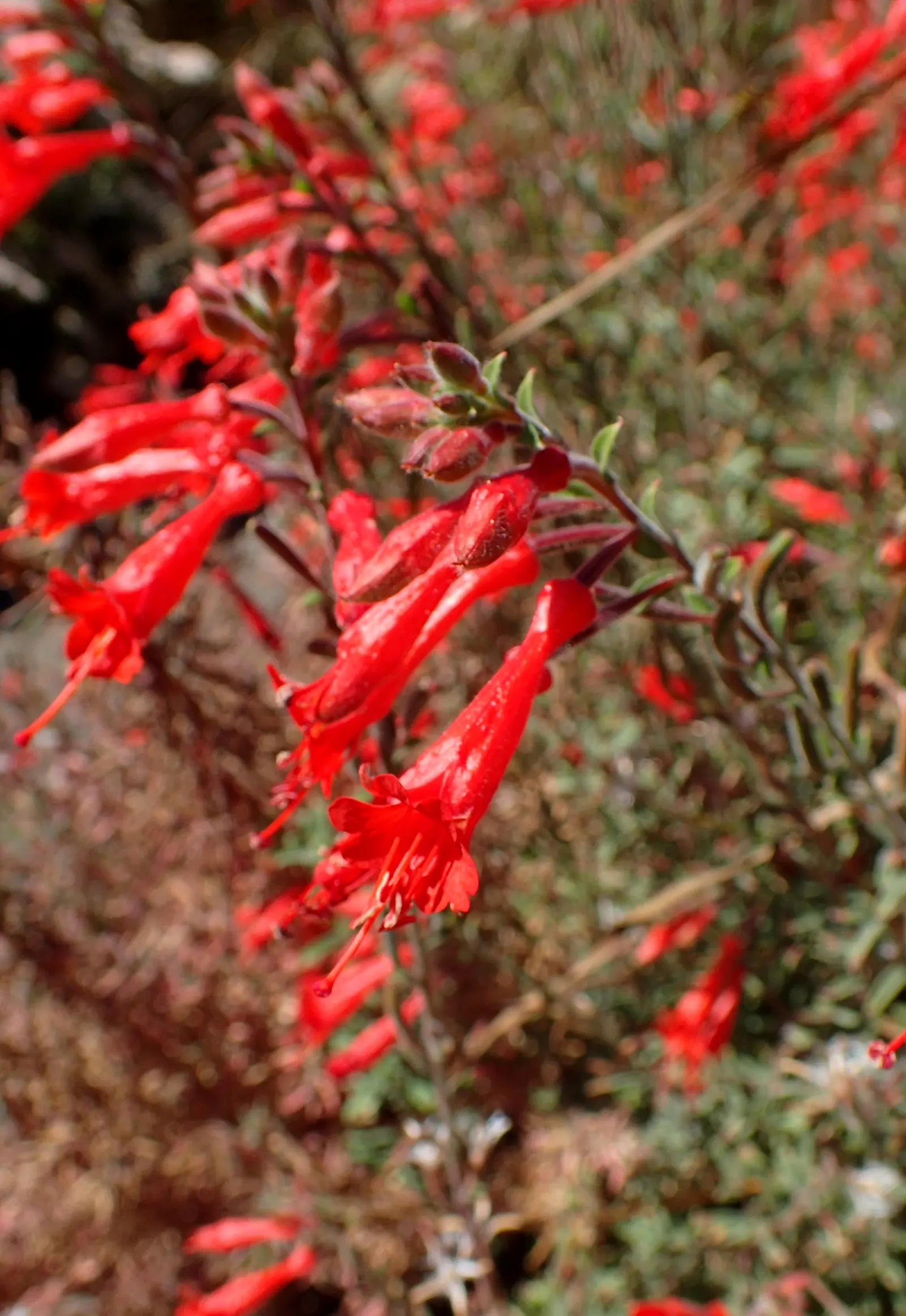California Fuchsia (Epilobium Canum) — plant it in well-drained soil and position it where it can receive full sun to partial shade; noted for its, image 91