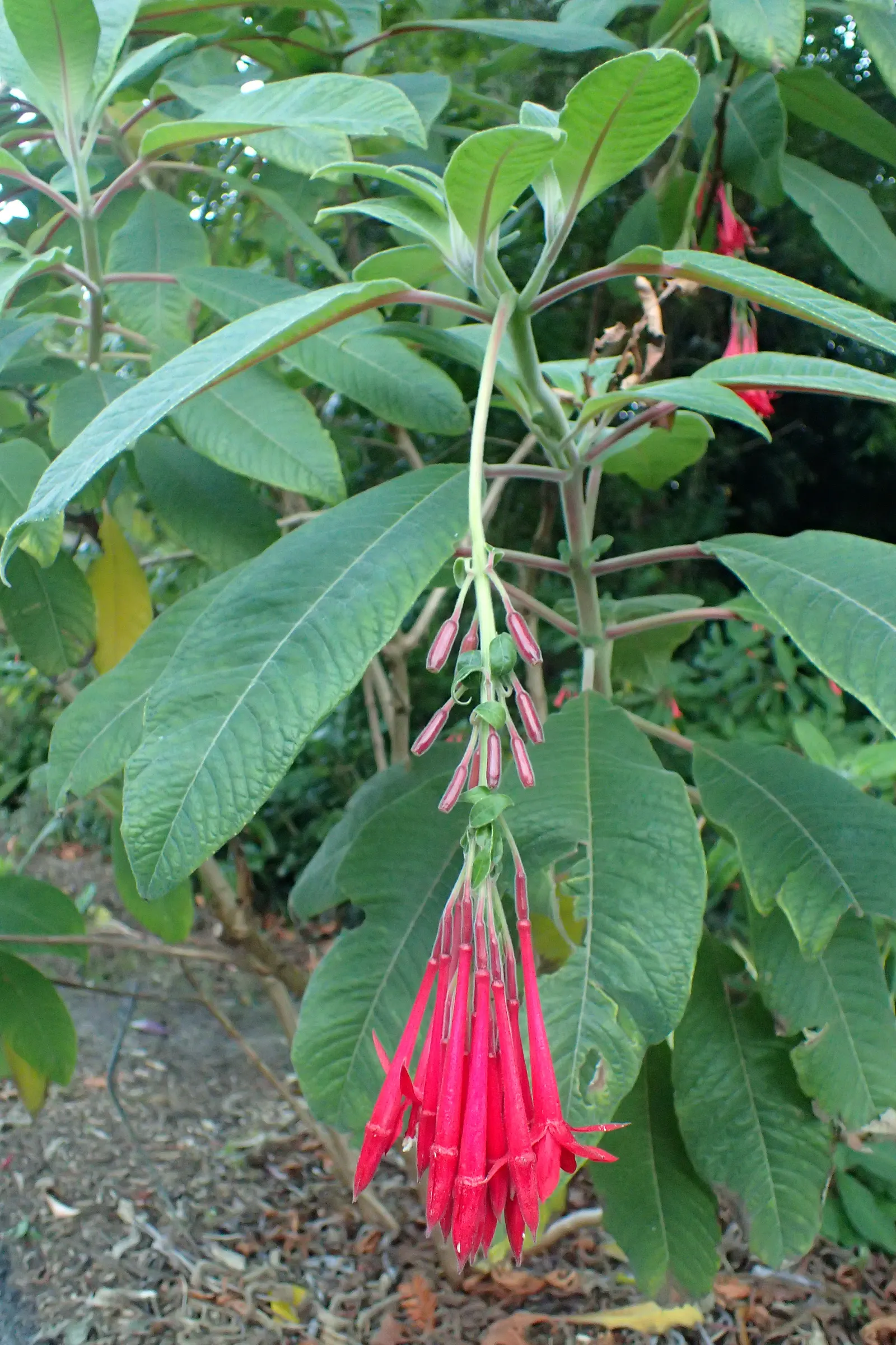 California Fuchsia (Epilobium Canum) — perennial for full; california Fuchsia is a sustainable and eye-catching addition to any Californian, image 75