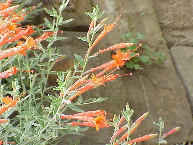 California Fuchsia (Epilobium Canum) — California Fuchsia (Epilobium canum) is a vibrant perennial thriving in zones 8-10