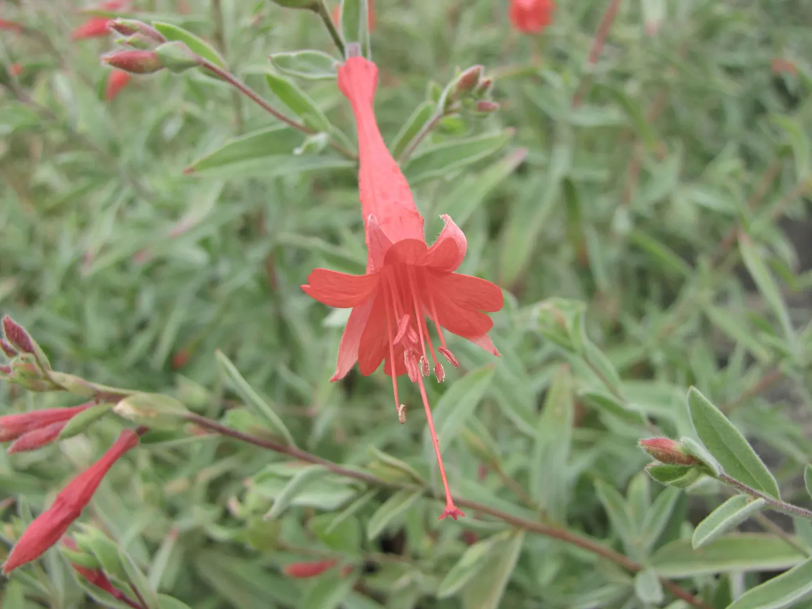 California Fuchsia (Epilobium Canum) — plant it in well-drained soil and position it where it can receive full sun to partial shade