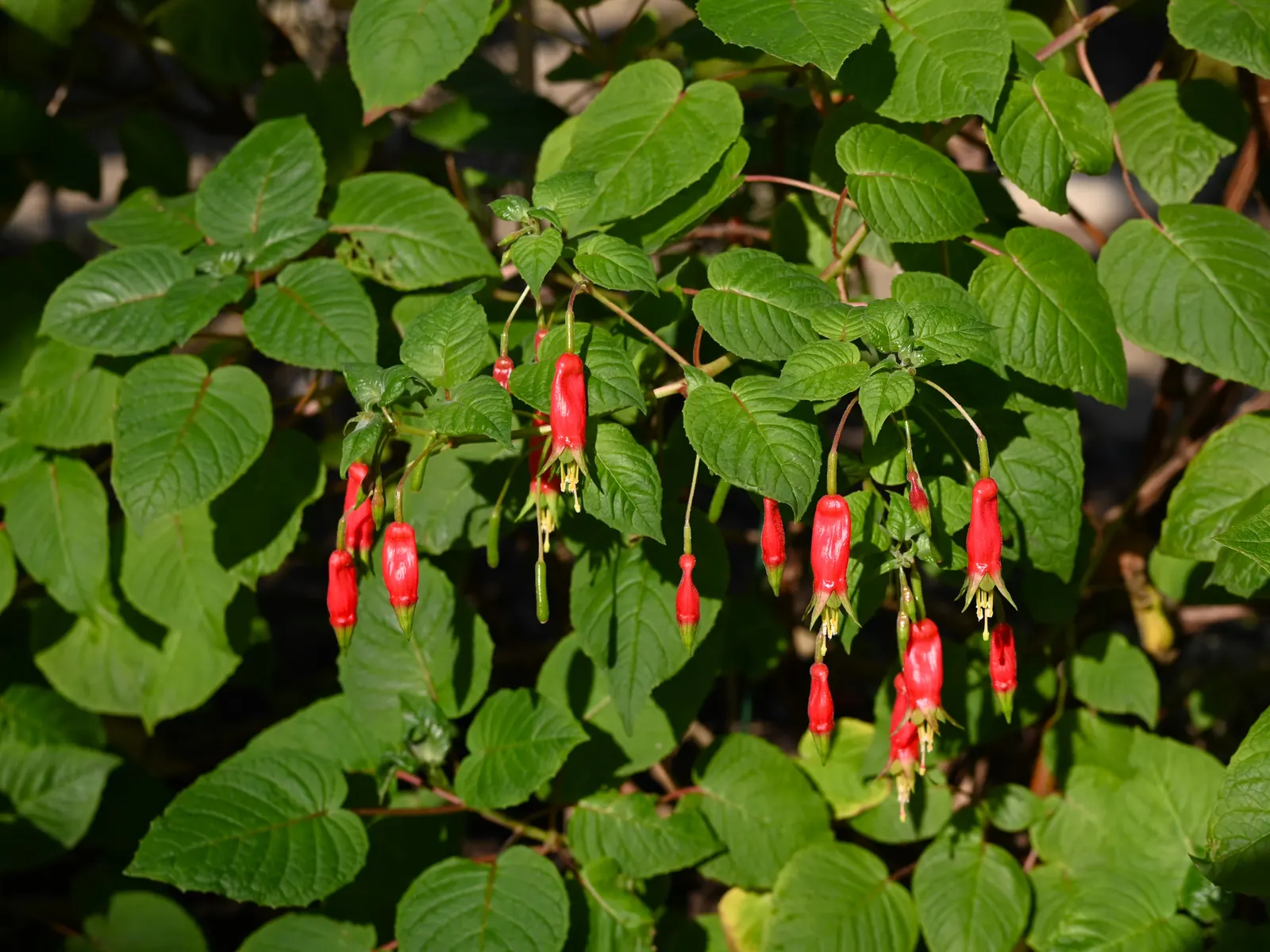 California Fuchsia (Epilobium Canum) — orange flowers in the garden; thriving in hardiness zones 7-10, image 73