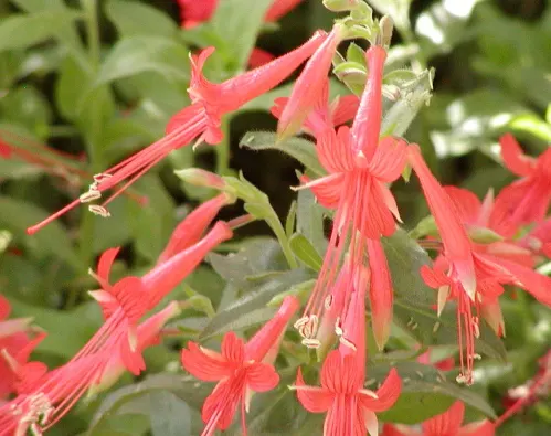 California Fuchsia (Epilobium Canum) — These striking flowers are a magnet for hummingbirds; and a light pruning in late autumn helps maintain its, image 89