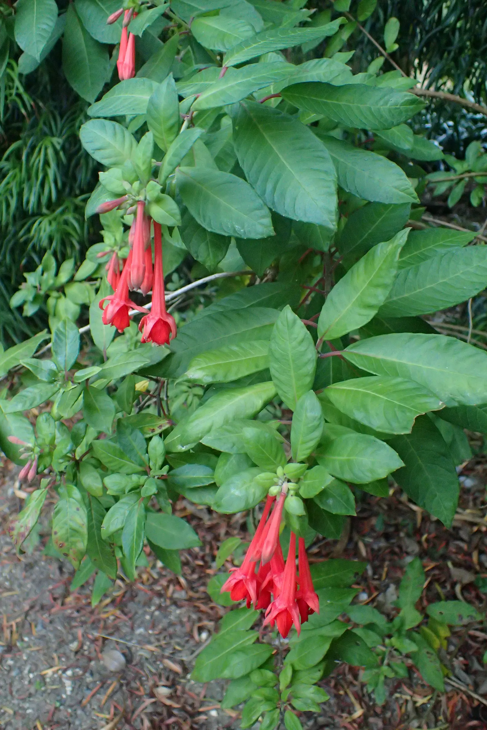 California Fuchsia (Epilobium Canum) — California Fuchsia (Epilobium canum) is a vibrant perennial thriving in zones 8-10; ideal for low-water, image 76