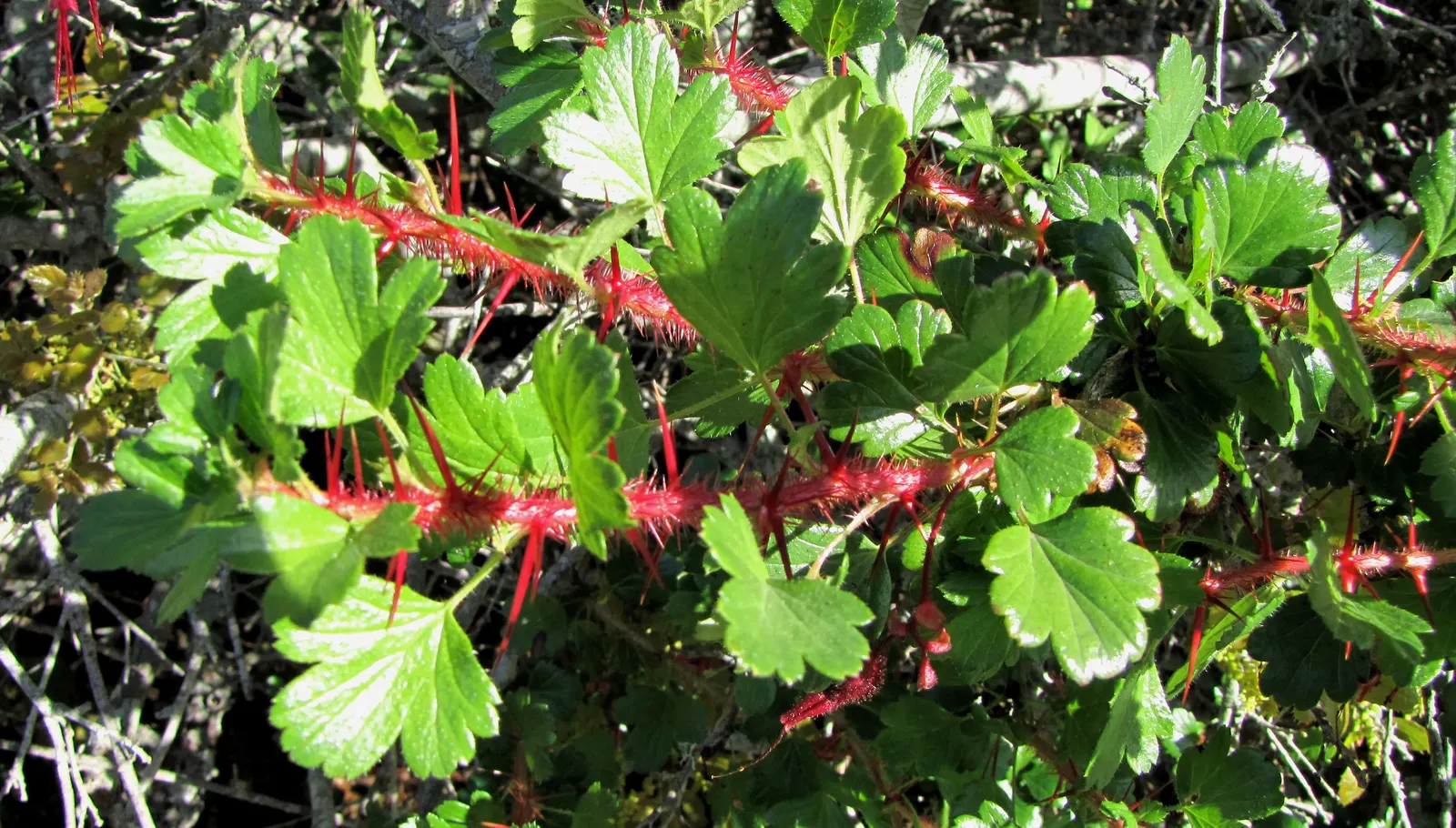 California Fuchsia (Epilobium Canum) — lance-shaped leaves that can grow up to 1 inch long; minimal maintenance is required