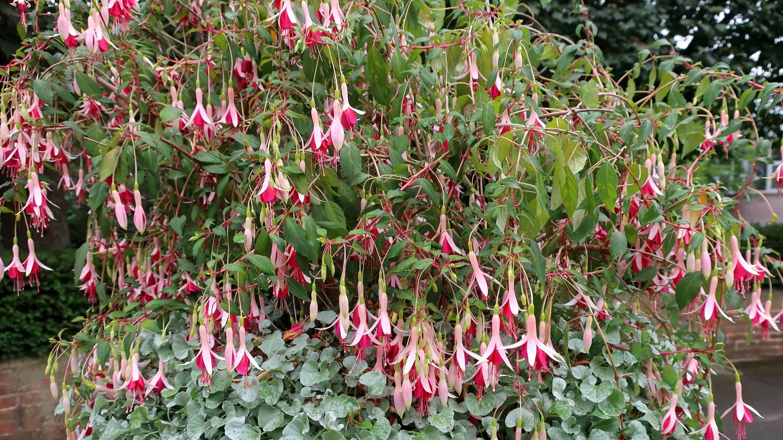 California Fuchsia (Epilobium Canum) — scientifically named Epilobium canum; with its low-water needs and high wildlife value, image 57