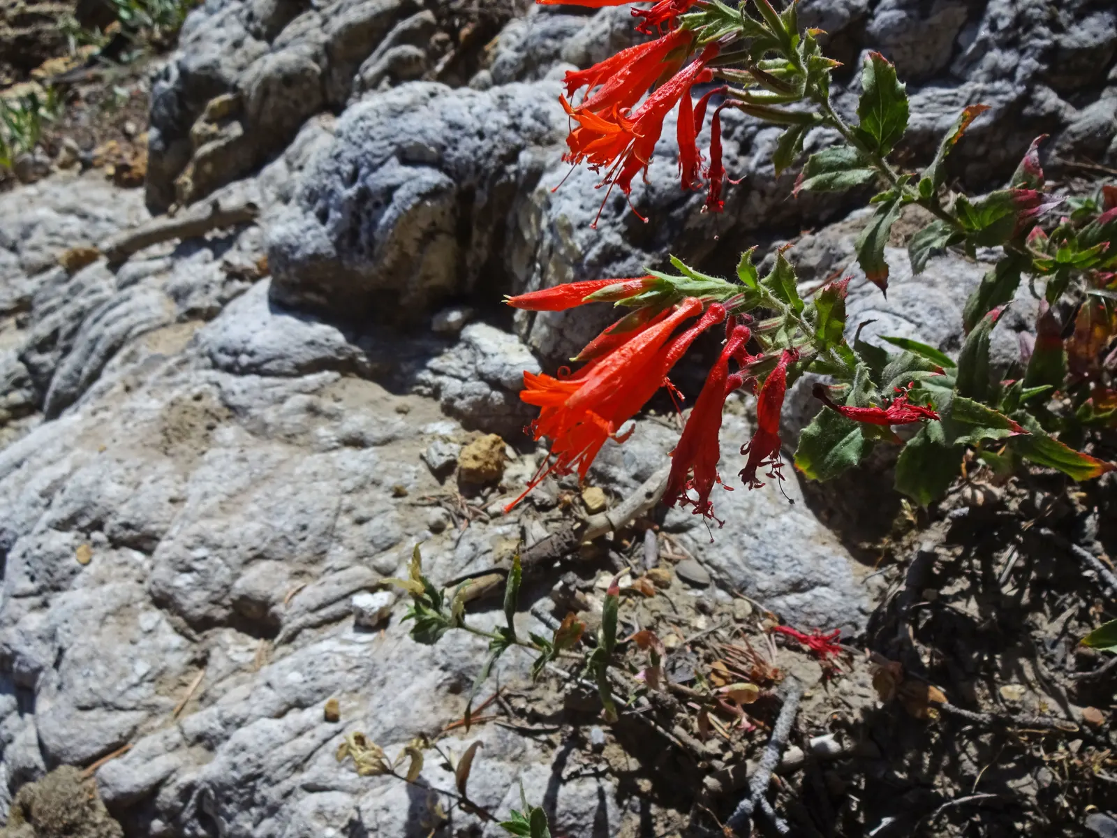 California Fuchsia (Epilobium Canum) — though occasional watering during prolonged dry spells will keep it looking its best; orange flowers in the, image 93