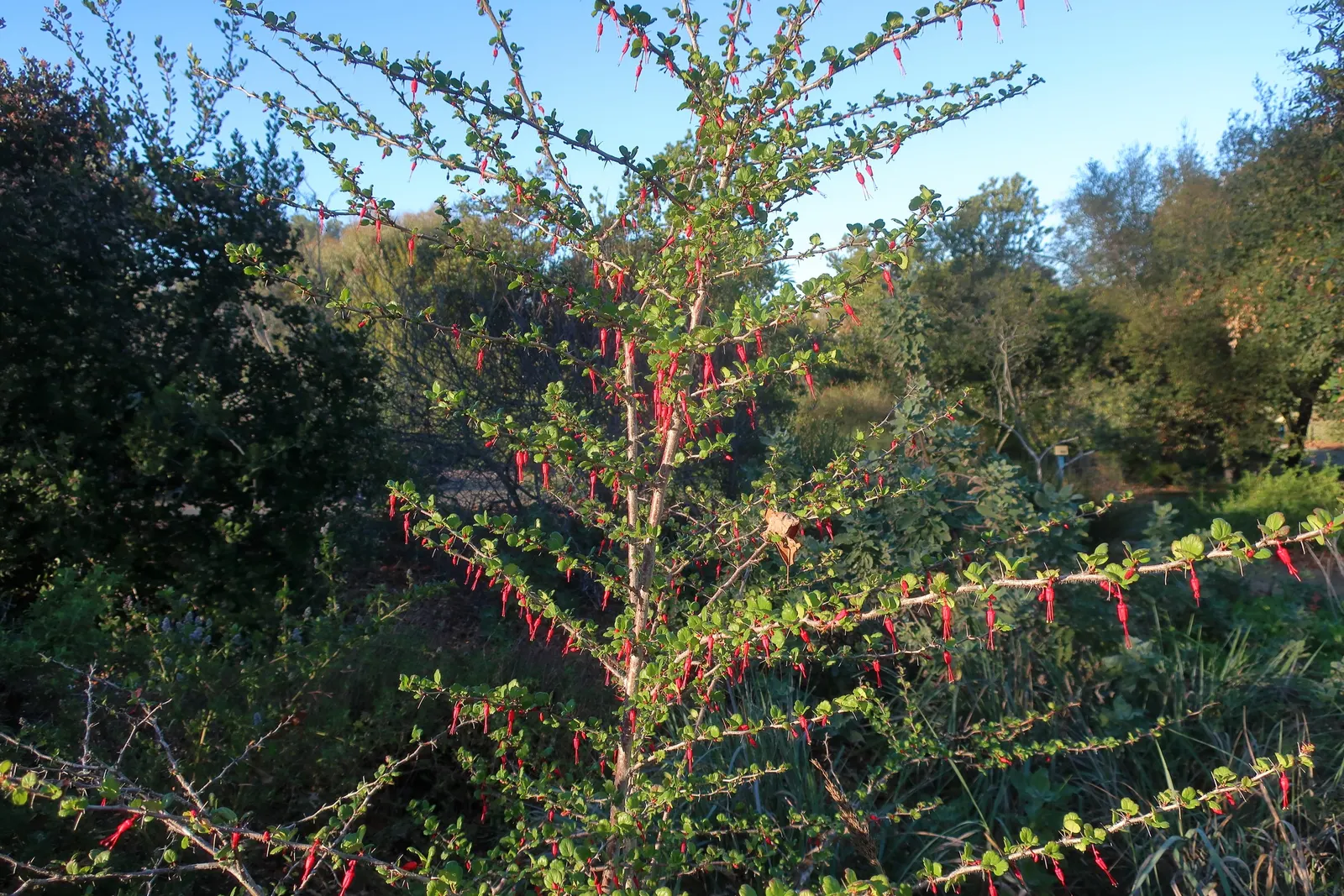 California Fuchsia (Epilobium Canum) — Noted for its drought tolerance once established; lance-shaped leaves that can grow up to 1 inch long
