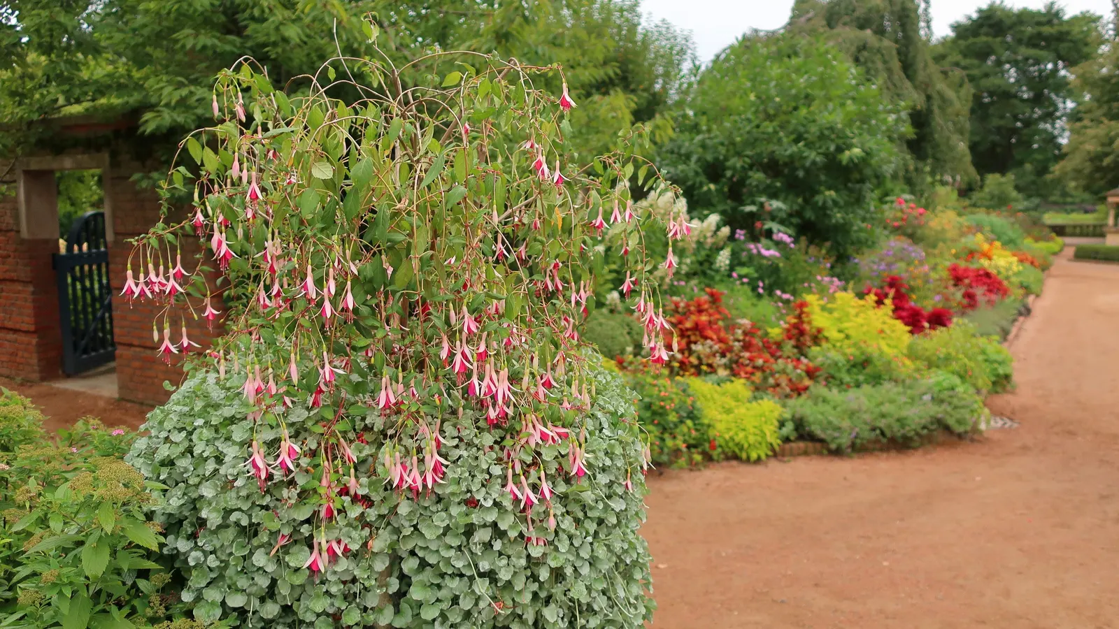 California Fuchsia (Epilobium Canum) — thriving in hardiness zones 7-10; drought-resistant and thriving in full sun, it reaches 1 to 2 feet in, image 58