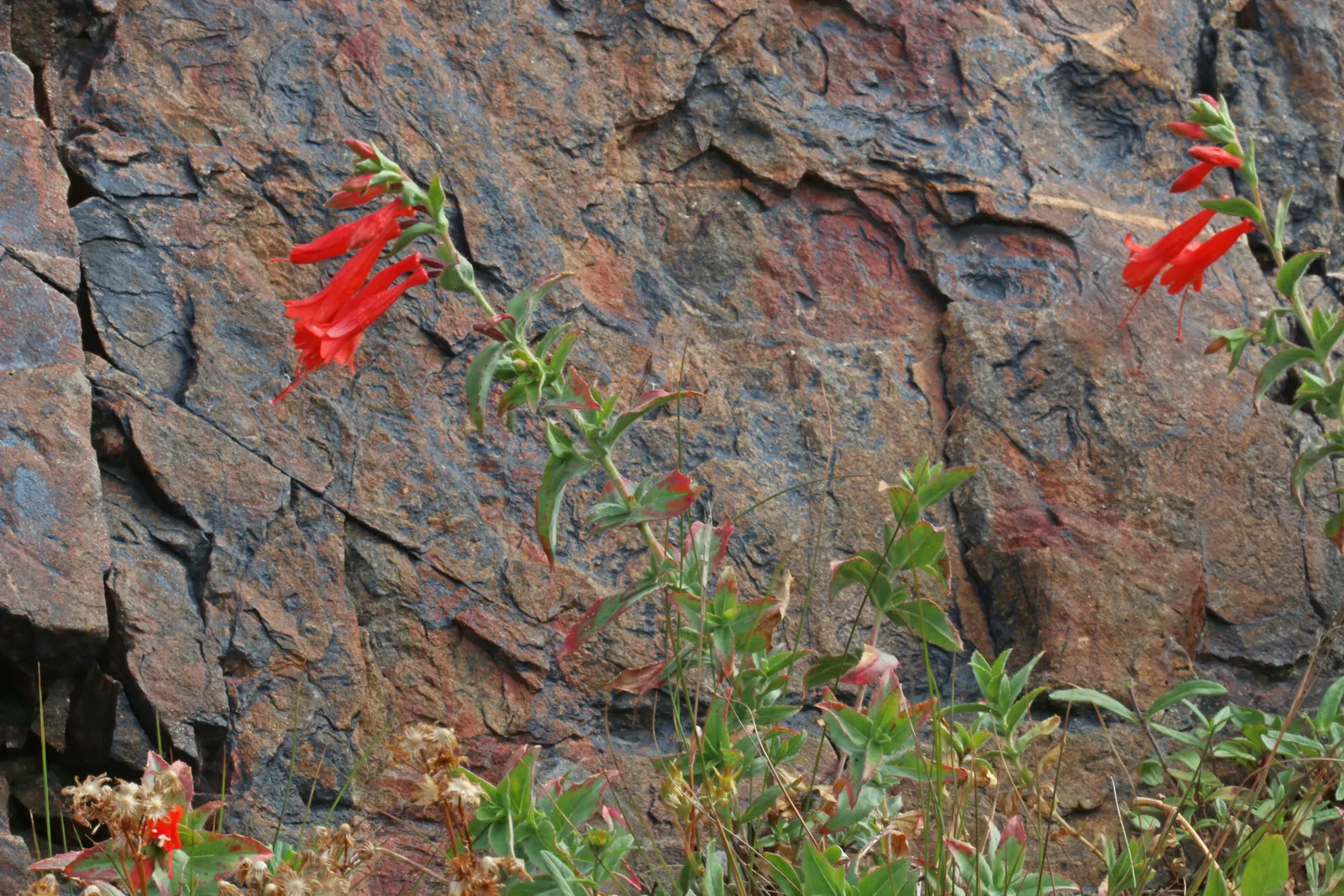 California Fuchsia (Epilobium Canum) — scientifically named Epilobium canum; with its low-water needs and high wildlife value