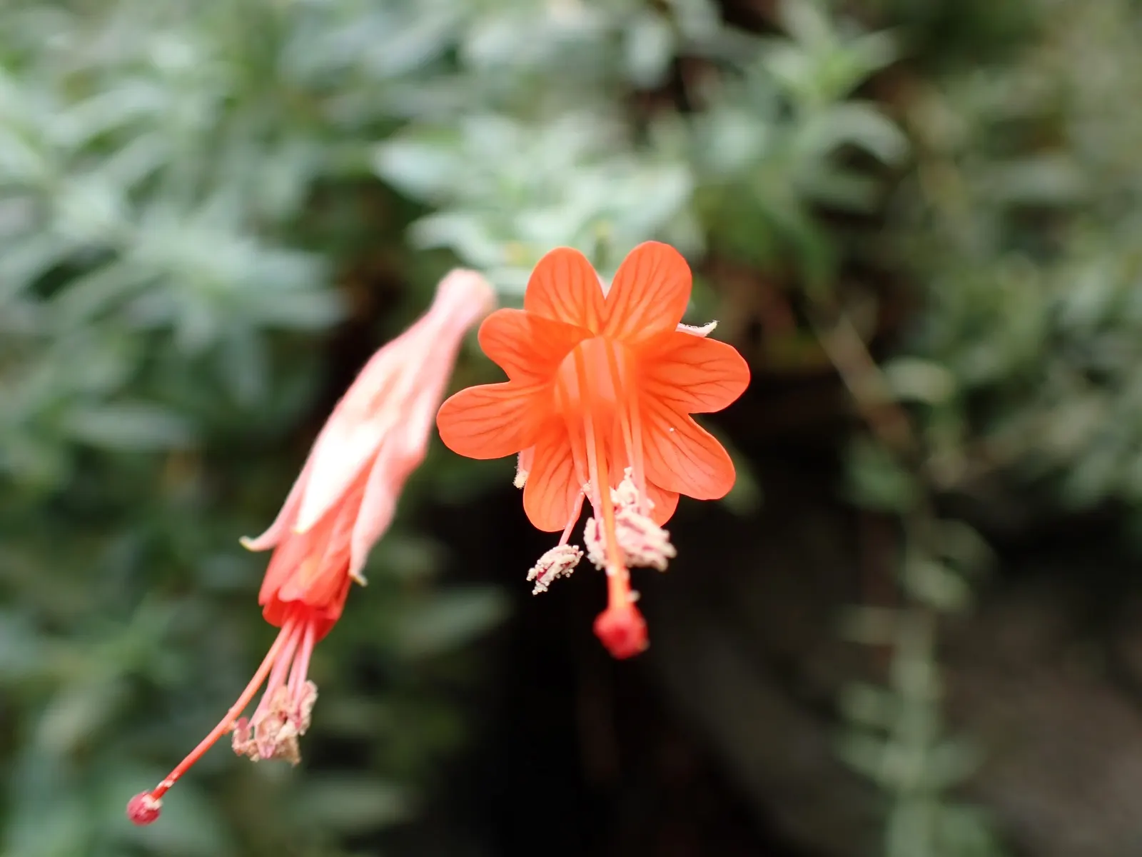 California Fuchsia (Epilobium Canum) — Its bright red-orange flowers, blooming from summer to fall, attract hummingbirds; while the plant itself typically