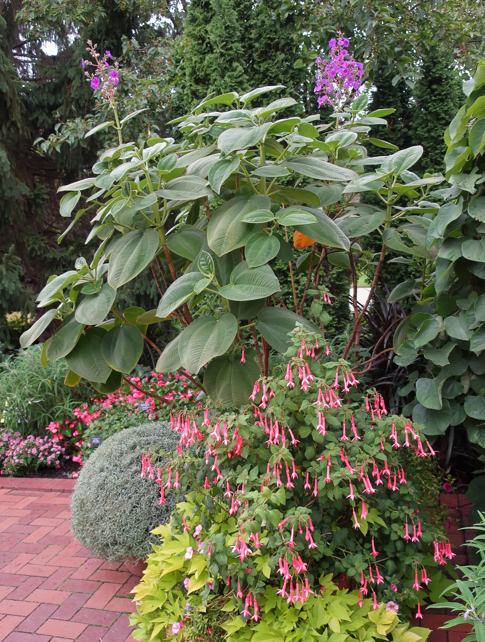 California Fuchsia (Epilobium Canum) — inviting a lively buzz of activity in the garden.<br><br>For the ideal cultivation of Epilobium canum; its, image 65