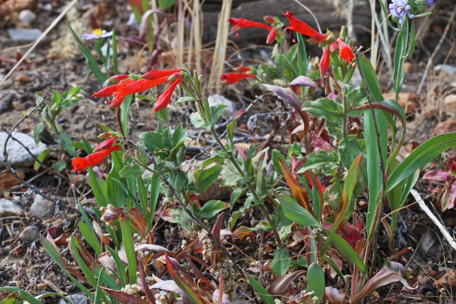 California Fuchsia (Epilobium Canum) — Noted for its drought tolerance once established; lance-shaped leaves that can grow up to 1 inch long, image 109