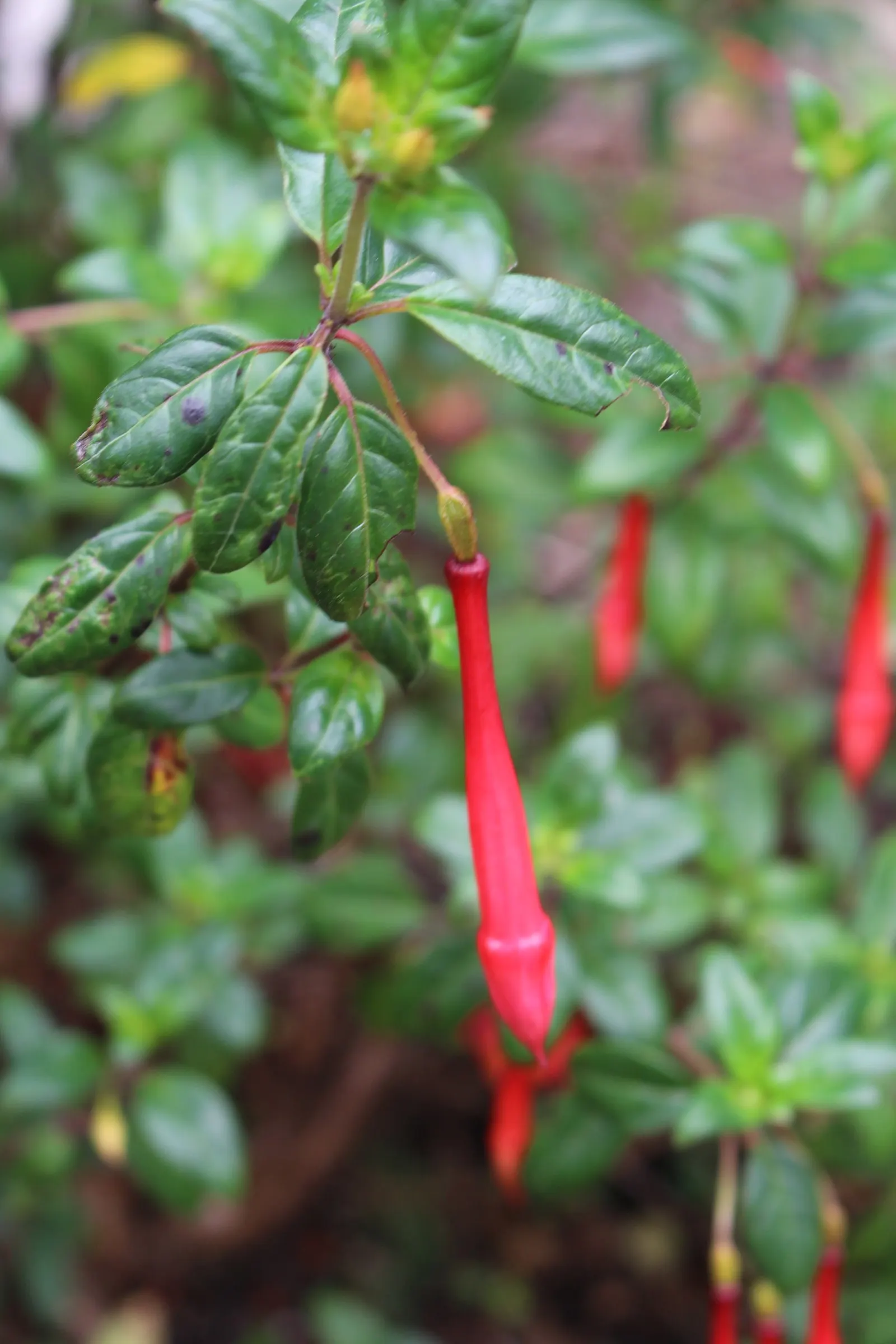 California Fuchsia (Epilobium Canum) — Adds a colorful, low-maintenance option for wildscape designs; these striking flowers are a magnet for, image 56