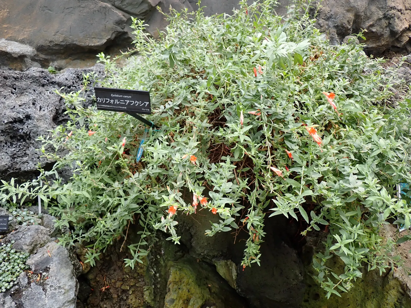 California Fuchsia (Epilobium Canum) — perennial for full