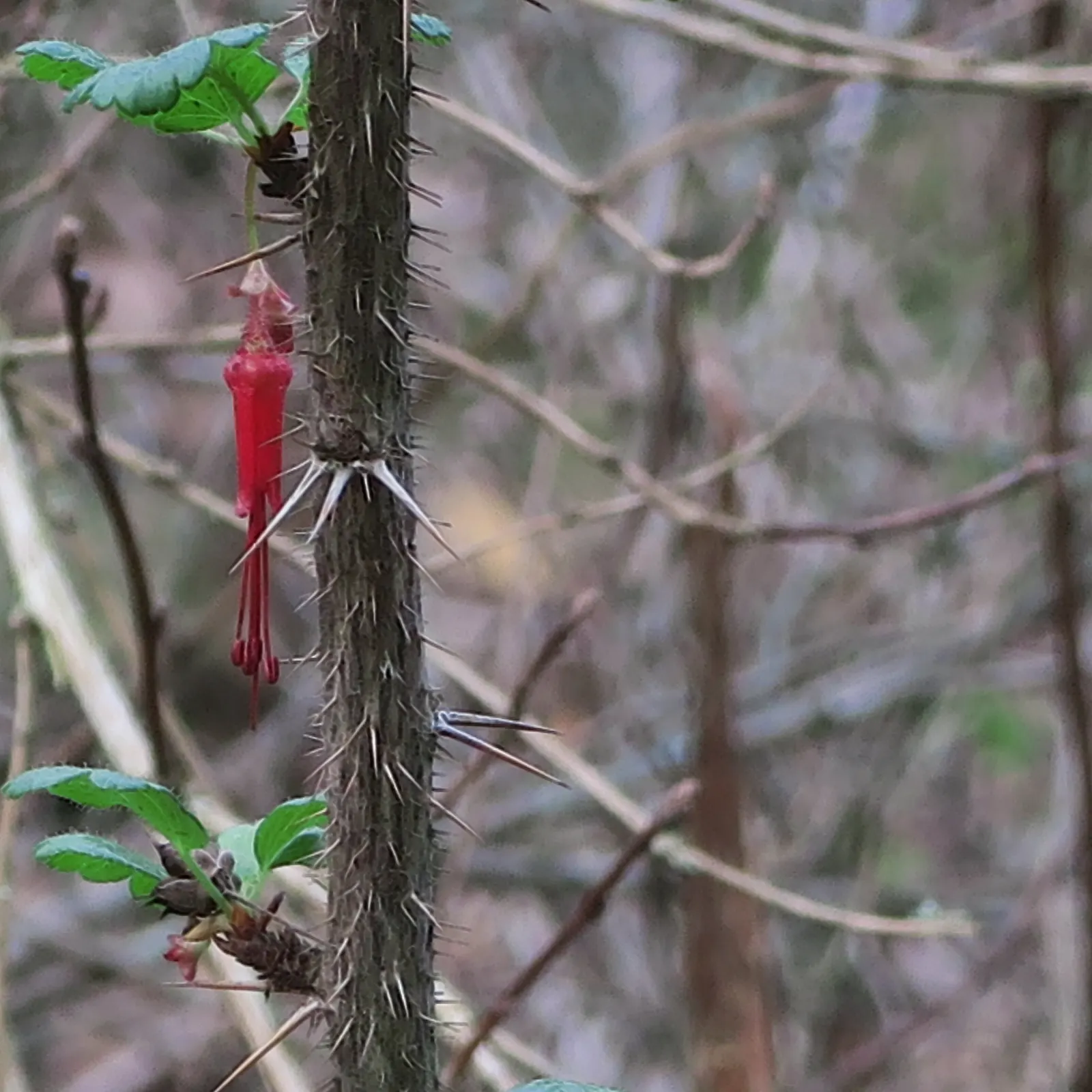 California Fuchsia (Epilobium Canum) — With its low-water needs and high wildlife value; deadheading spent blooms can encourage a more robust, image 71