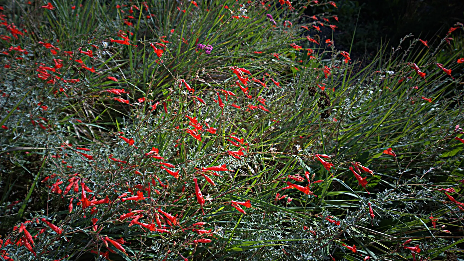 California Fuchsia (Epilobium Canum) — Adds a colorful, low-maintenance option for wildscape designs; these striking flowers are a magnet for hummingbirds