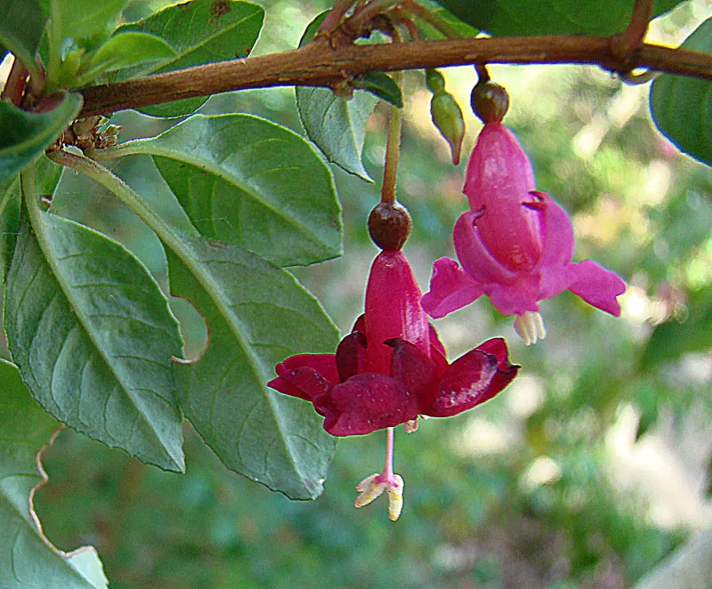 California Fuchsia (Epilobium Canum) — Its bright red-orange flowers, blooming from summer to fall, attract hummingbirds; while the plant itself, image 52