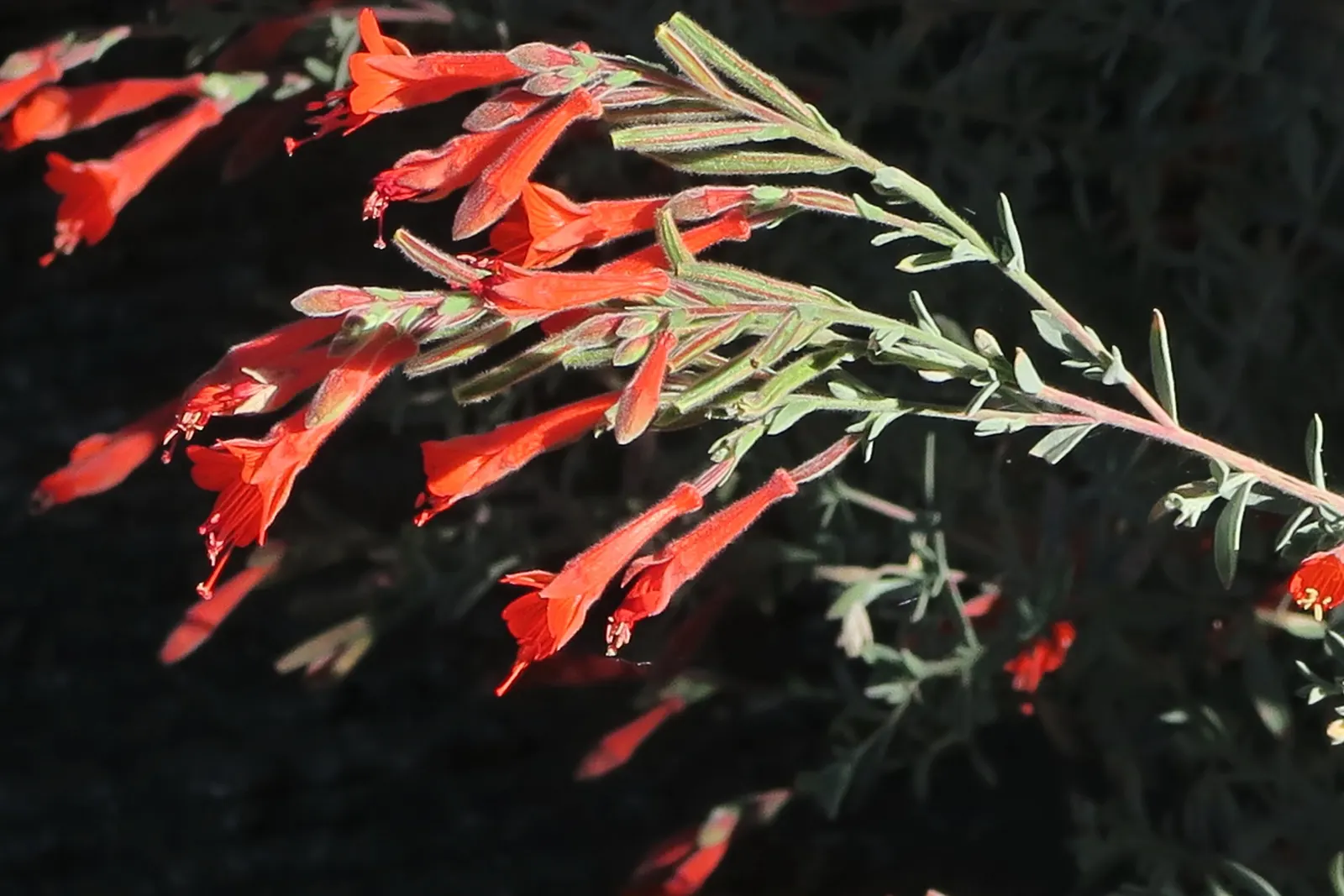 California Fuchsia (Epilobium Canum) — though occasional watering during prolonged dry spells will keep it looking its best; orange flowers in the, image 68