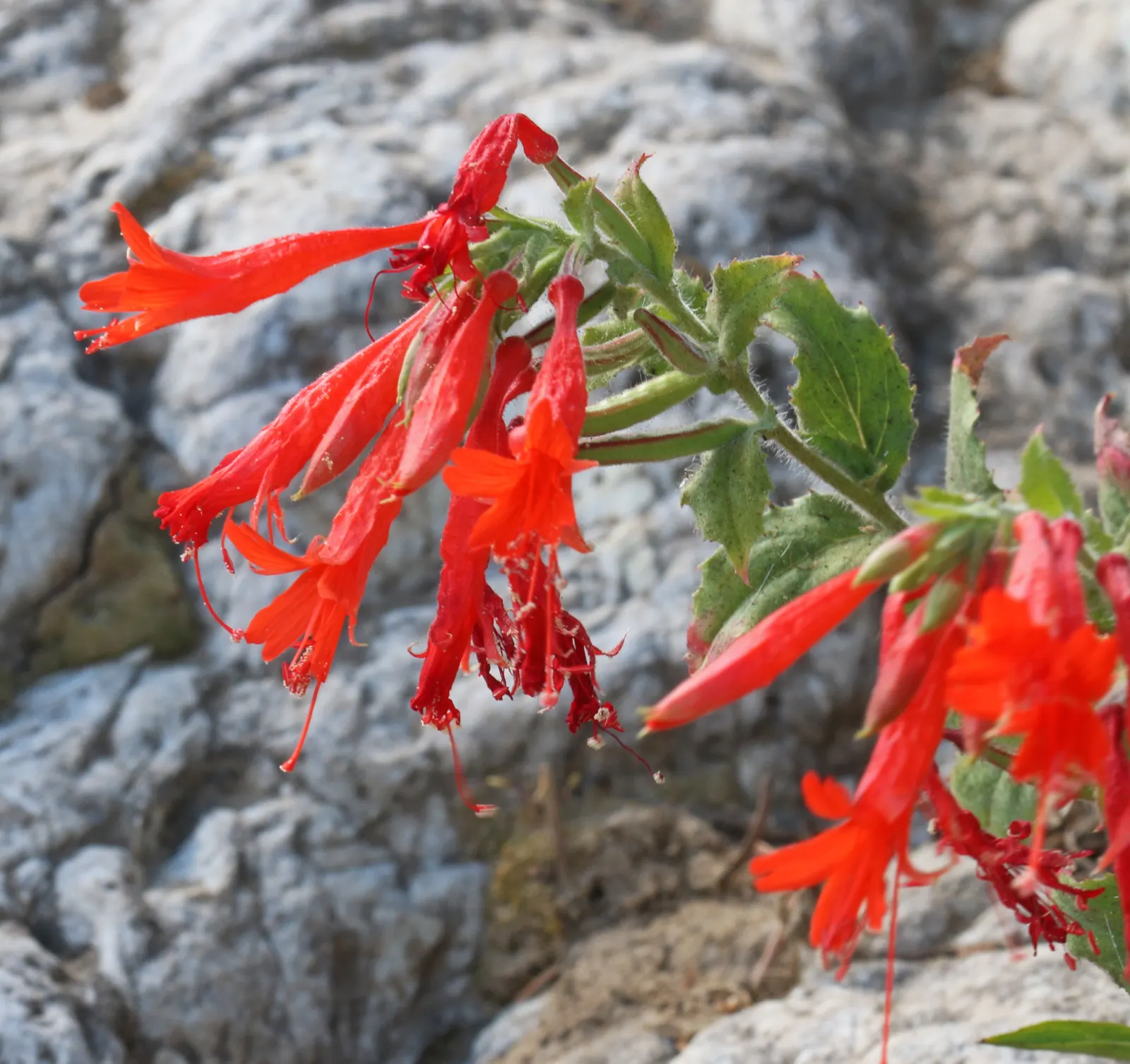 California Fuchsia (Epilobium Canum) — lance-shaped leaves that can grow up to 1 inch long; minimal maintenance is required, image 110