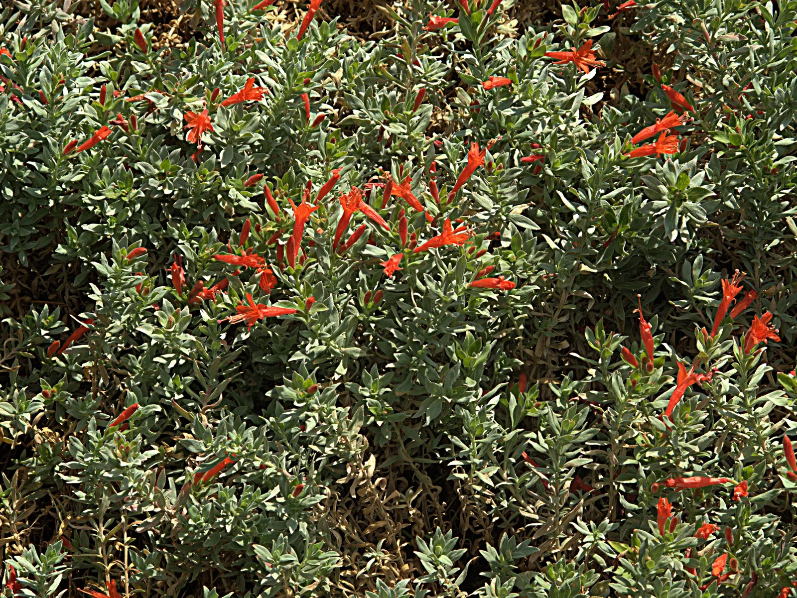 California Fuchsia (Epilobium Canum) — Minimal maintenance is required; plant it in well-drained soil and position it where it can receive full sun, image 67