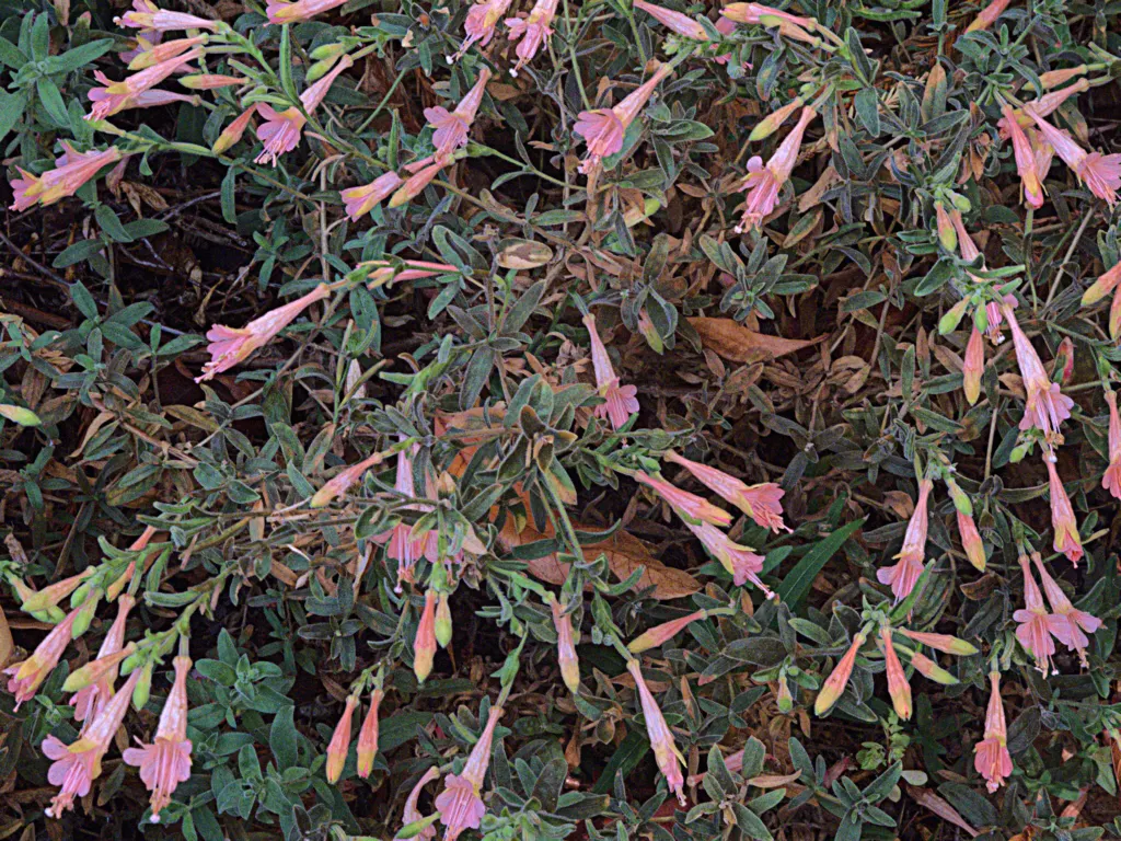 California Fuchsia (Epilobium Canum) — Ideal for low-water gardens, it requires well-drained soils; perennial for full