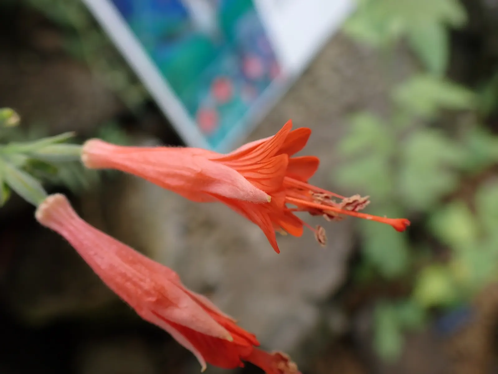 California Fuchsia (Epilobium Canum) — Drought-resistant and thriving in full sun, it reaches 1 to 2 feet in height and spreads 2 to 4 feet wide; though