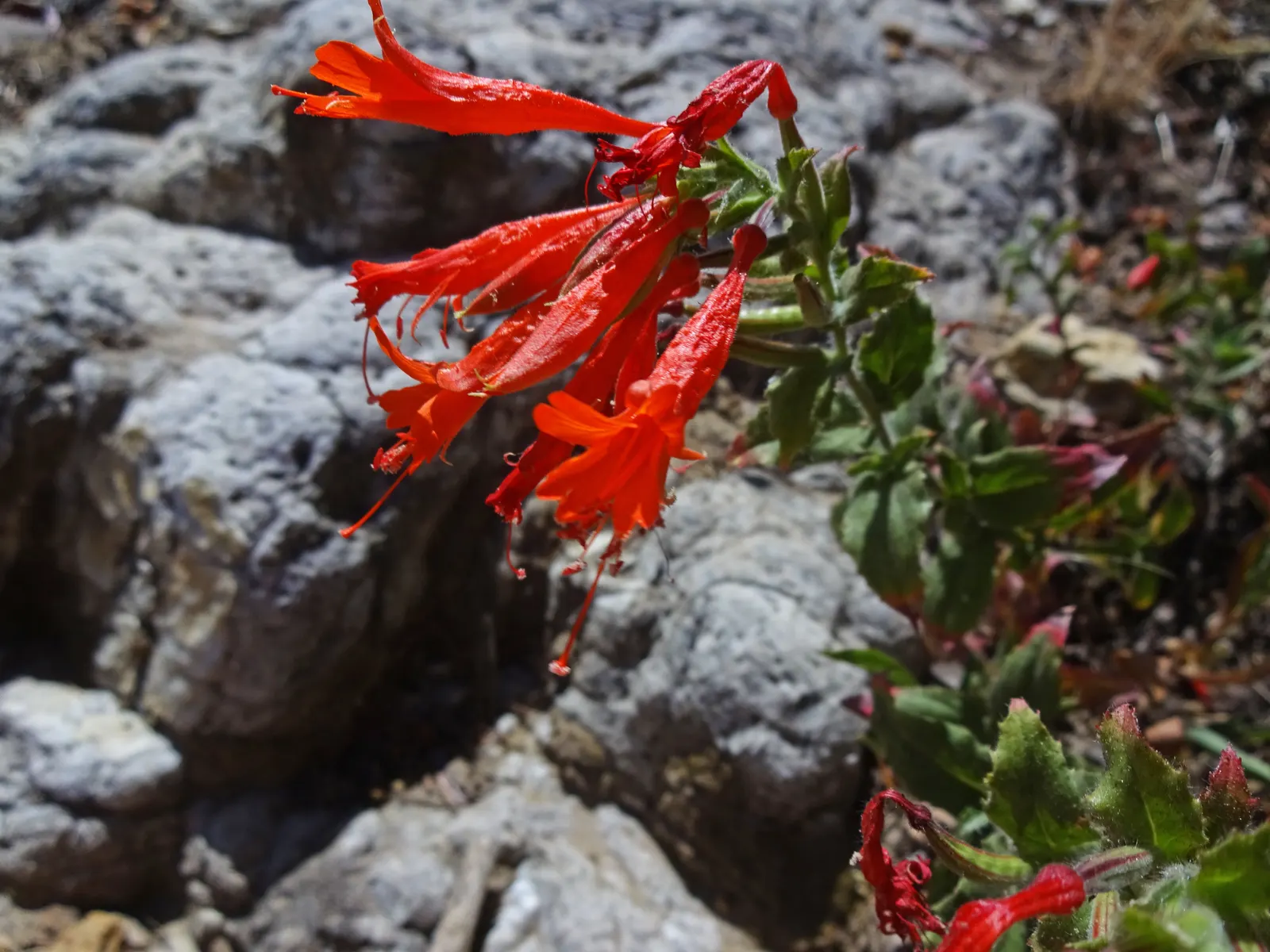 California Fuchsia (Epilobium Canum) — plant it in well-drained soil and position it where it can receive full sun to partial shade; noted for its, image 116