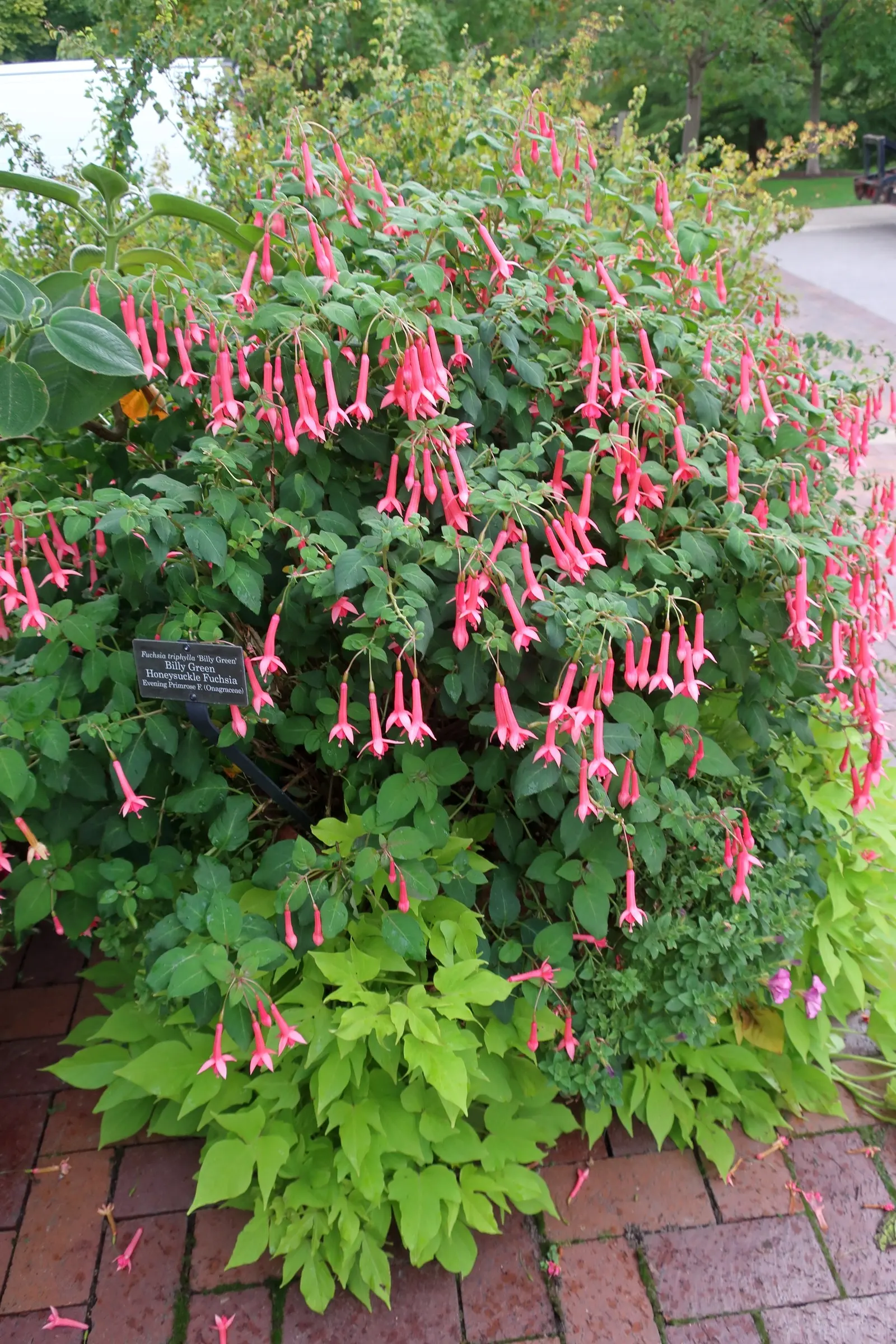 California Fuchsia (Epilobium Canum) — The California Fuchsia blooms profusely from mid-summer to fall, providing an extended season of interest, image 63