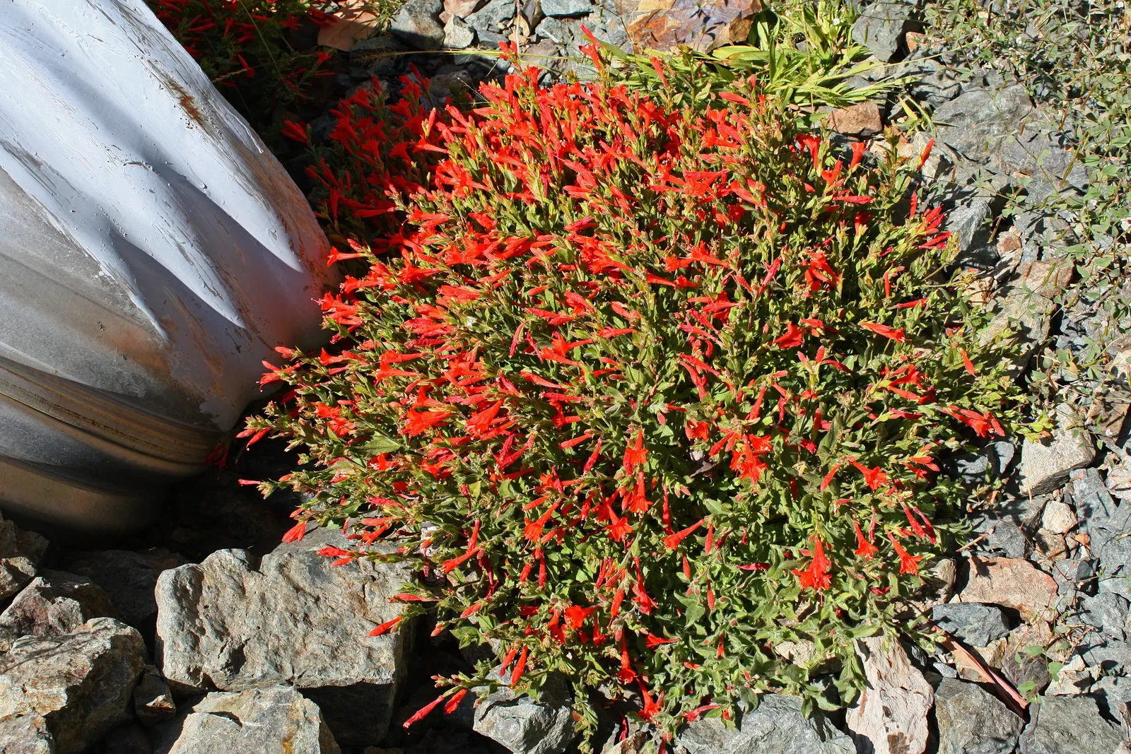 California Fuchsia (Epilobium Canum) — The California Fuchsia blooms profusely from mid-summer to fall, providing an extended season of interest, image 113