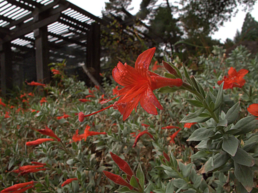California Fuchsia (Epilobium Canum) — while the plant itself typically reaches a height of 1 to 2 feet with a spreading habit of 2 to 4 feet wide, image 86