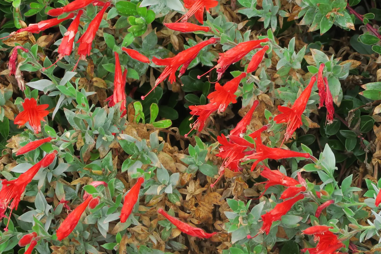 California Fuchsia (Epilobium Canum) — inviting a lively buzz of activity in the garden.<br><br>For the ideal cultivation of Epilobium canum; its, image 115