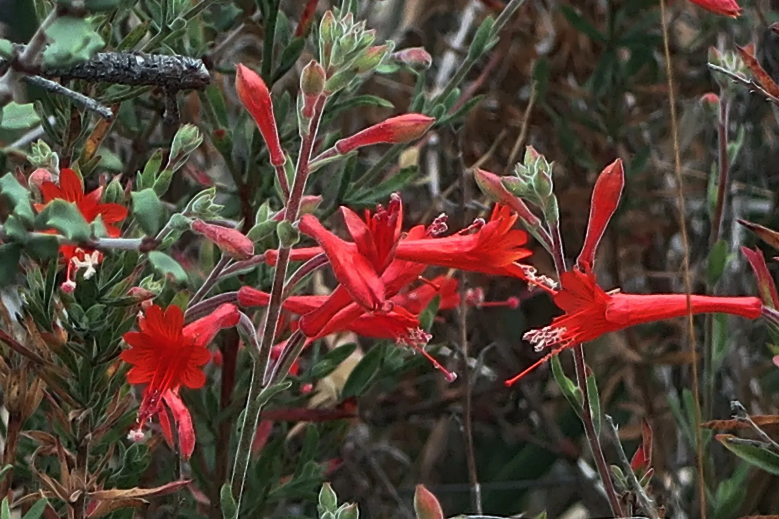 California Fuchsia (Epilobium Canum) — plant it in well-drained soil and position it where it can receive full sun to partial shade; noted for its, image 66