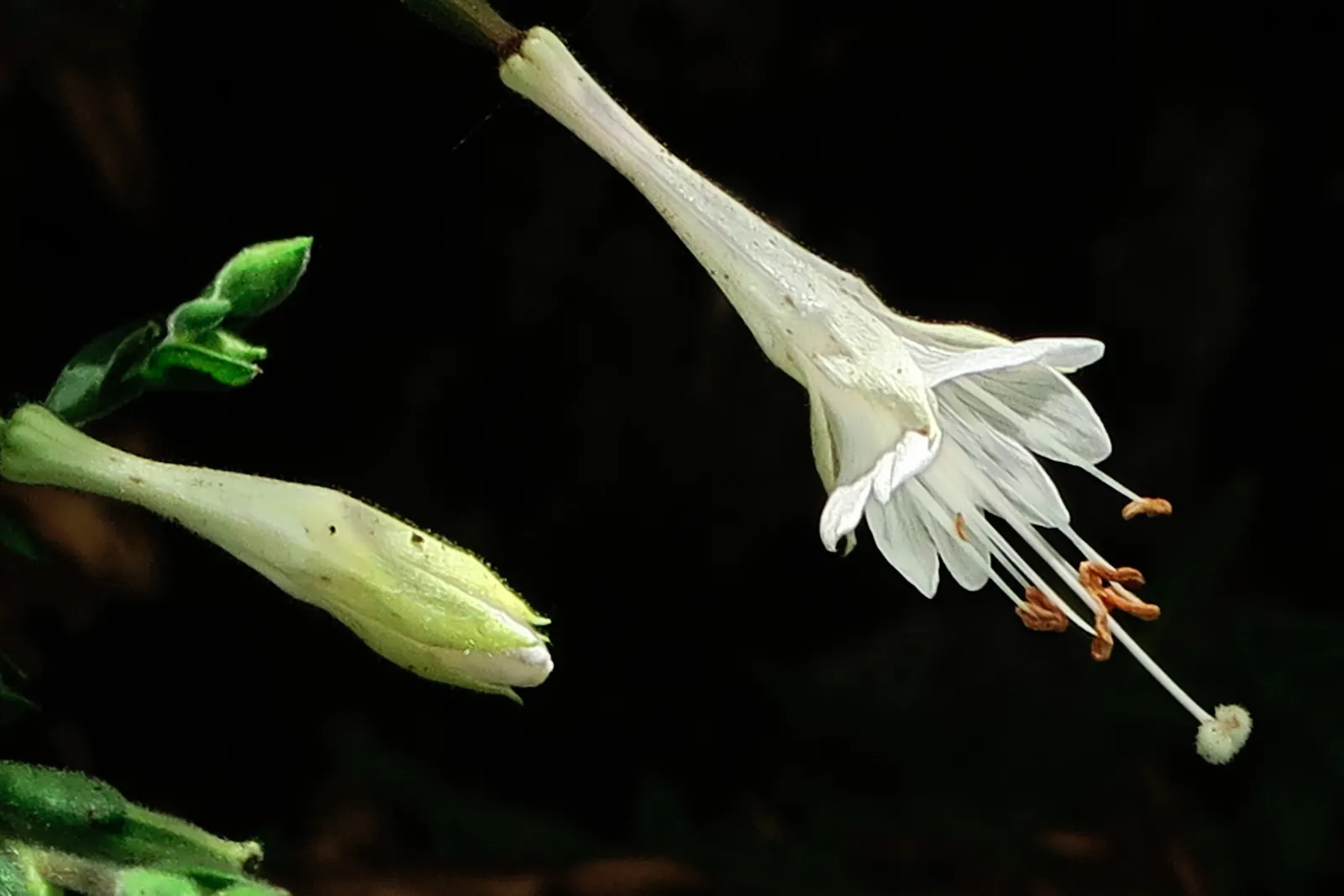 California Fuchsia (Epilobium Canum) — Deadheading spent blooms can encourage a more robust display; prune post-blooming to maintain shape and, image 69