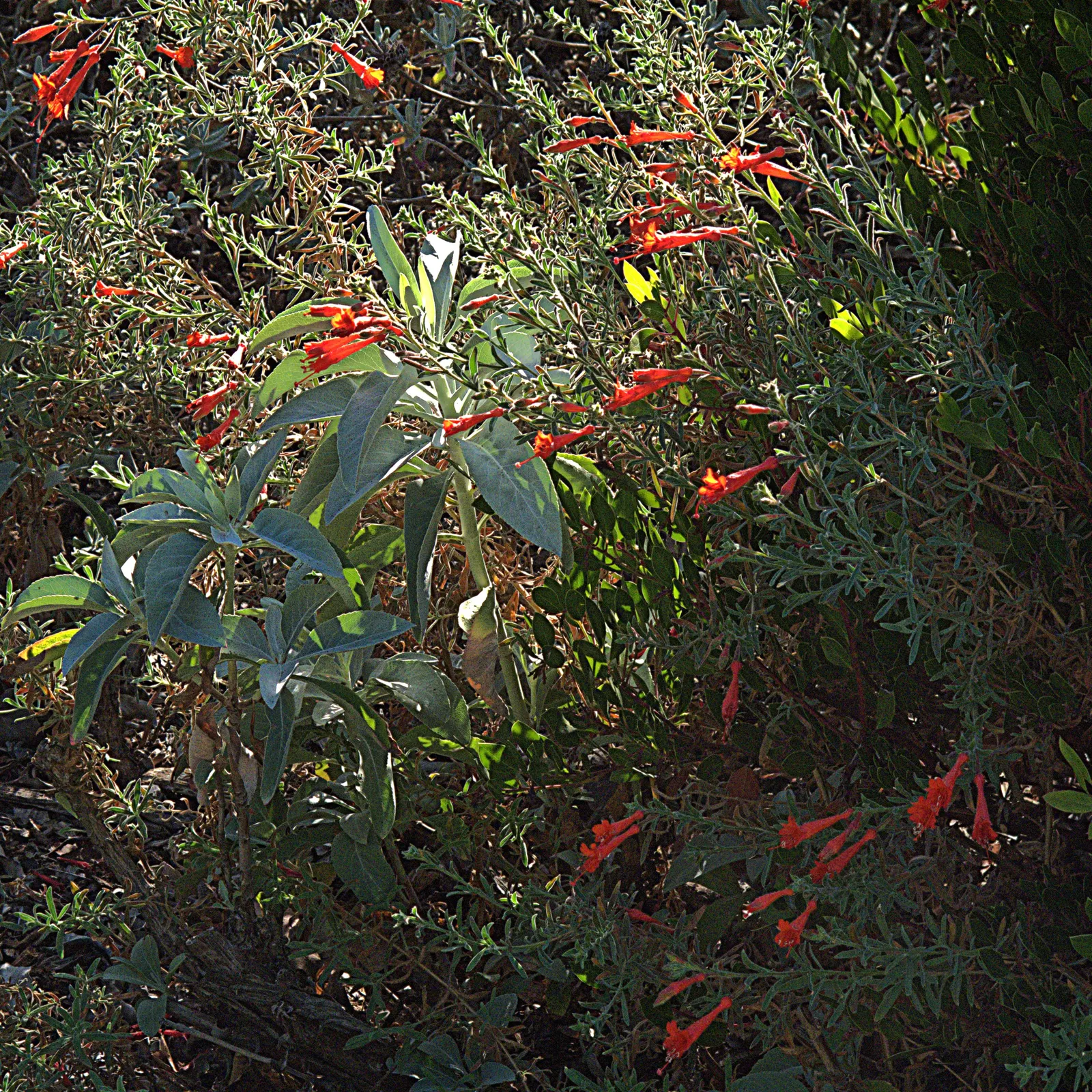 California Fuchsia (Epilobium Canum) — Prune post-blooming to maintain shape and encourage growth; scientifically named Epilobium canum