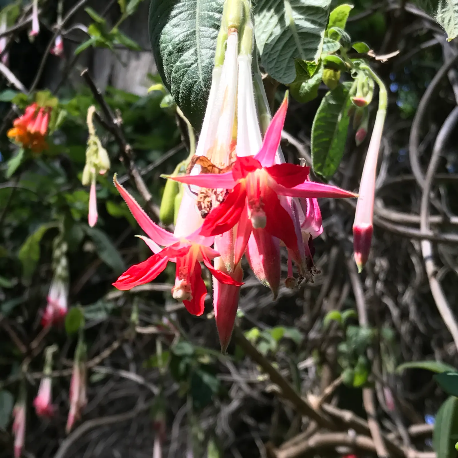 California Fuchsia (Epilobium Canum) — while the plant itself typically reaches a height of 1 to 2 feet with a spreading habit of 2 to 4 feet wide, image 61