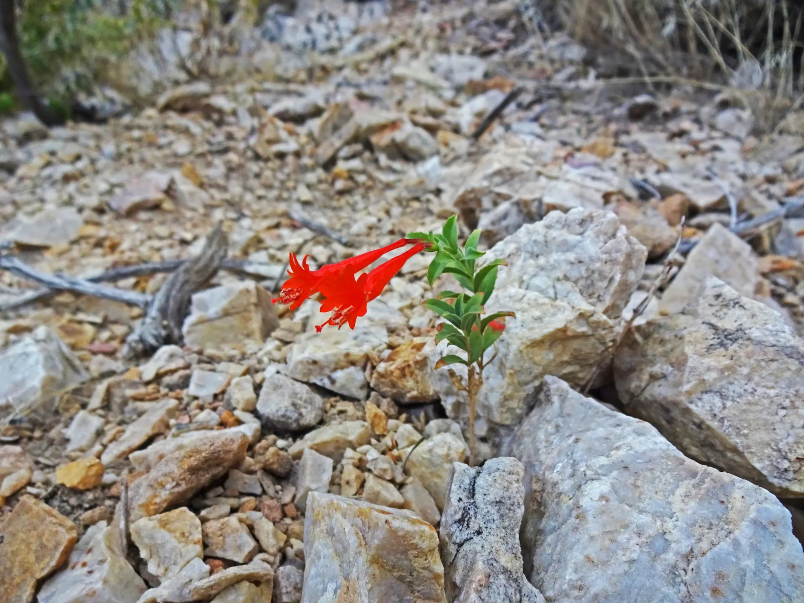 California Fuchsia (Epilobium Canum) — lance-shaped leaves that can grow up to 1 inch long; minimal maintenance is required, image 85