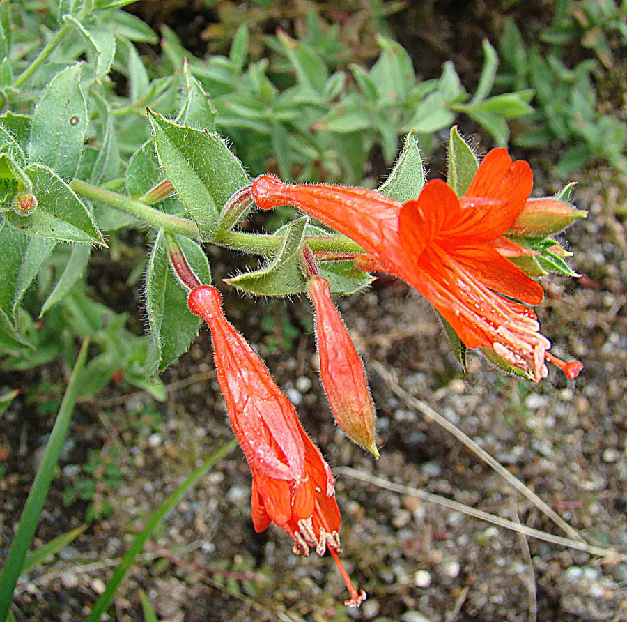 California Fuchsia (Epilobium Canum) — thriving in hardiness zones 7-10; drought-resistant and thriving in full sun, it reaches 1 to 2 feet in height and