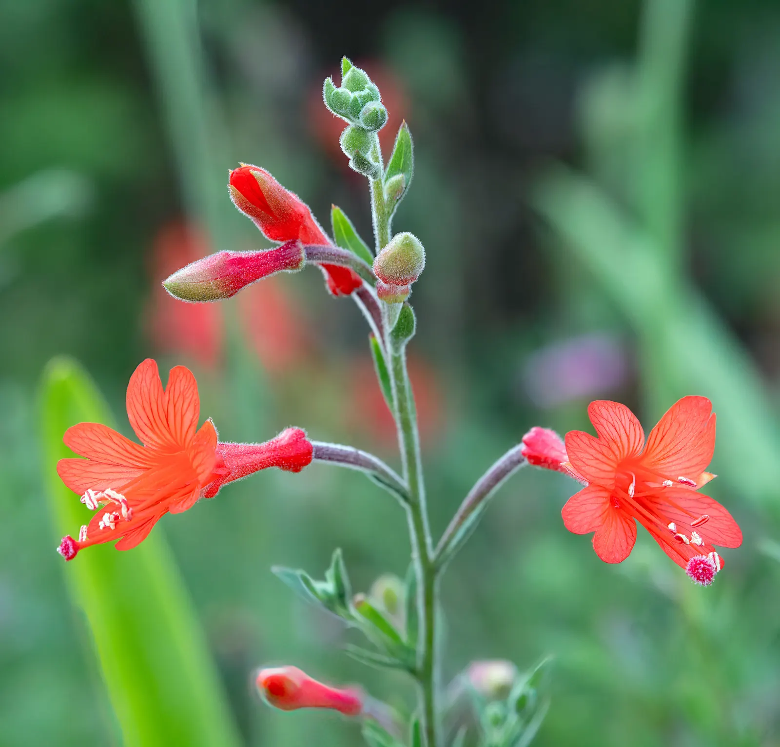 California Fuchsia (Epilobium Canum) — lance-shaped leaves that can grow up to 1 inch long; minimal maintenance is required, image 60
