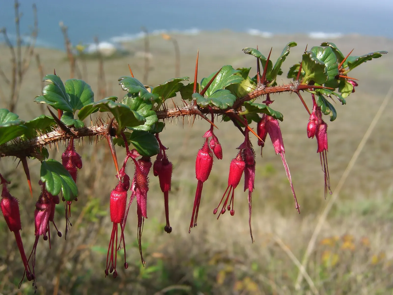 California Fuchsia (Epilobium Canum) — Ideal for low-water gardens, it requires well-drained soils; perennial for full, image 54