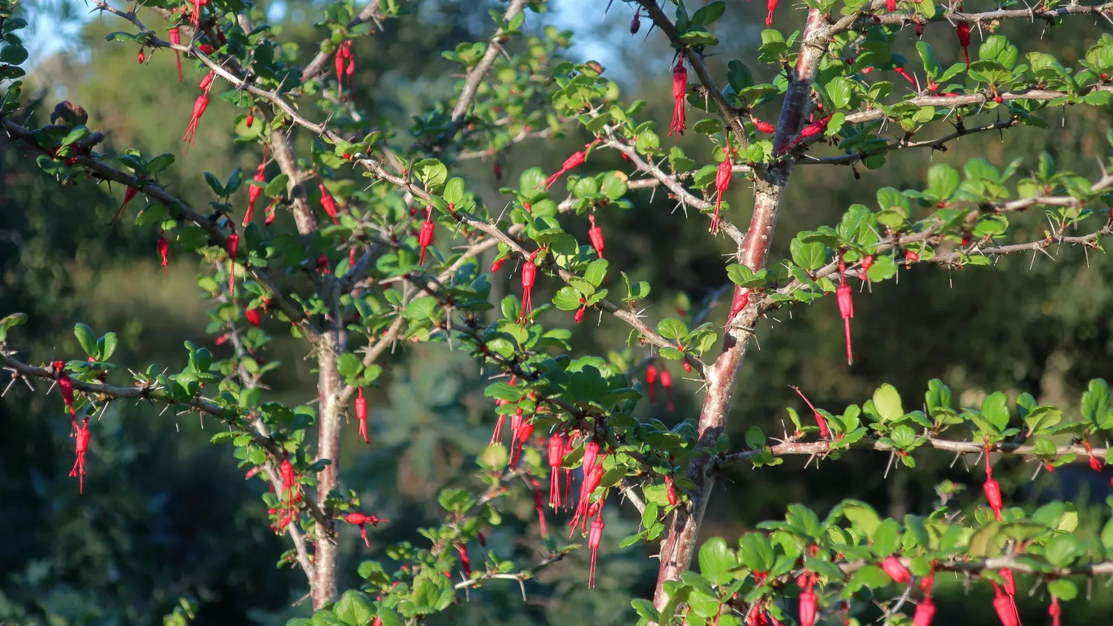 California Fuchsia (Epilobium Canum) — Drought-resistant and thriving in full sun, it reaches 1 to 2 feet in height and spreads 2 to 4 feet wide, image 53