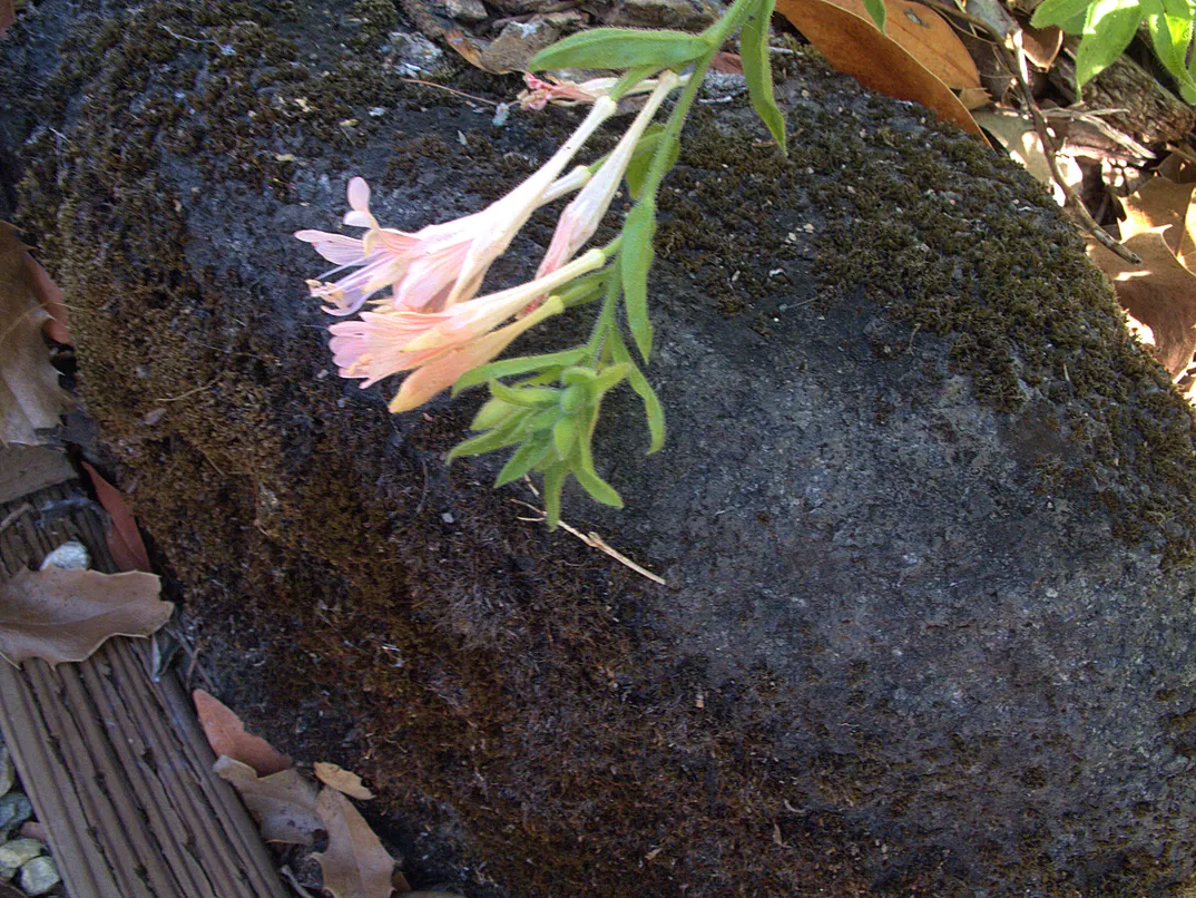 California Fuchsia (Epilobium Canum) — while the plant itself typically reaches a height of 1 to 2 feet with a spreading habit of 2 to 4 feet wide, image 111