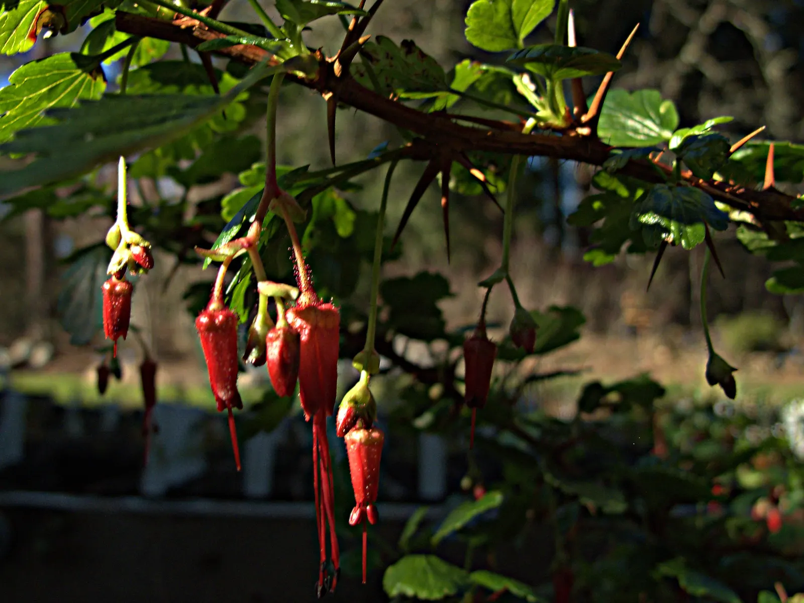 California Fuchsia (Epilobium Canum) — and a light pruning in late autumn helps maintain its shape and vigor for the following season; creating a, image 70