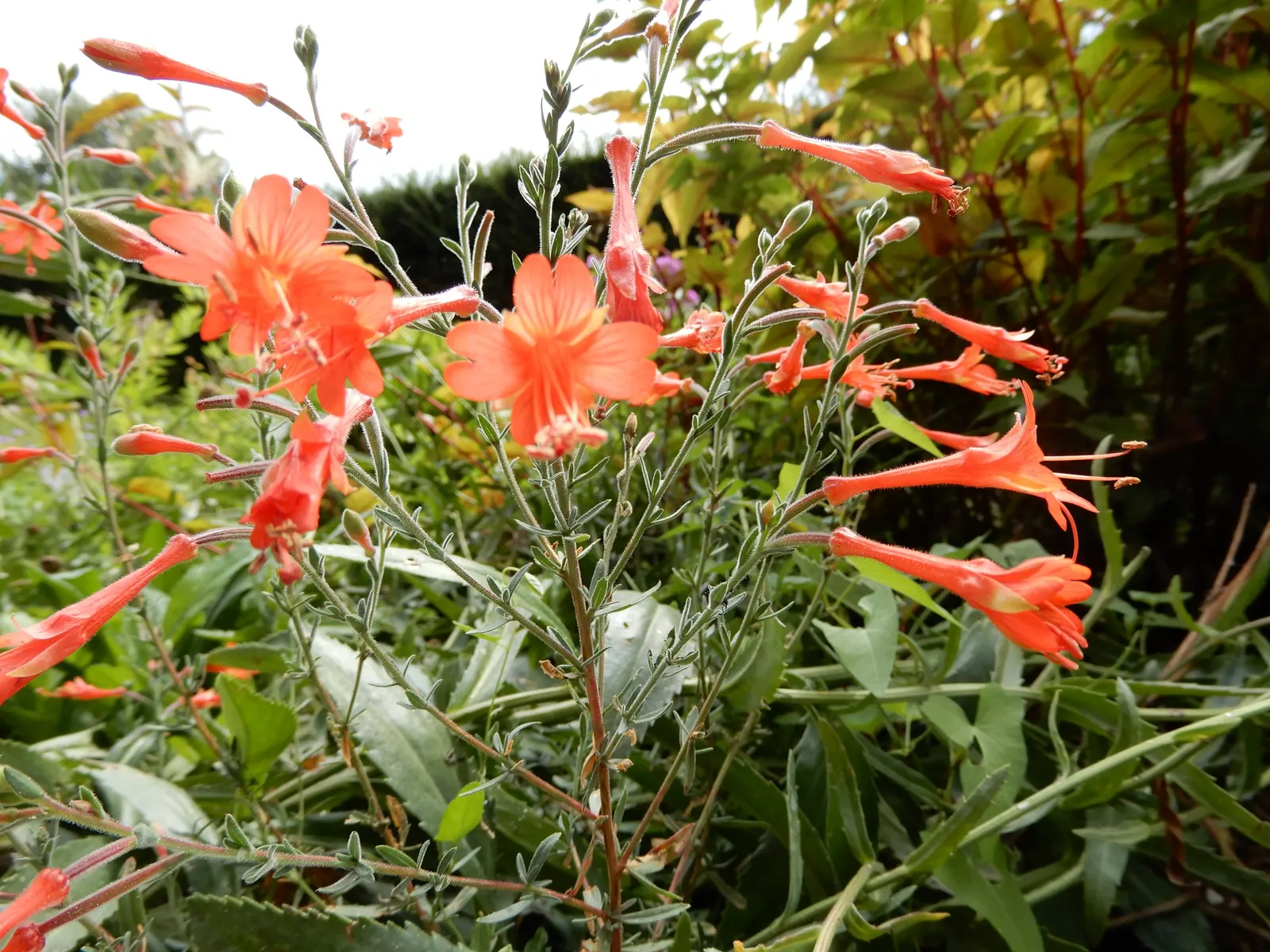 California Fuchsia (Epilobium Canum) — though occasional watering during prolonged dry spells will keep it looking its best