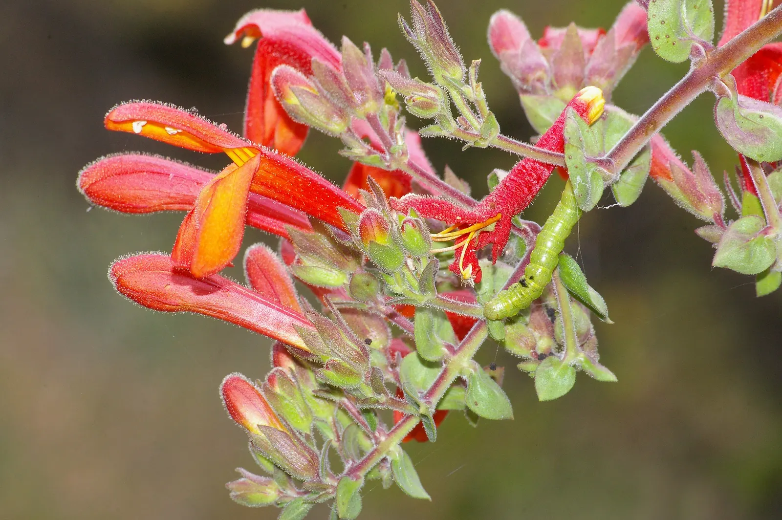 California Fuchsia (Epilobium Canum) — and a light pruning in late autumn helps maintain its shape and vigor for the following season