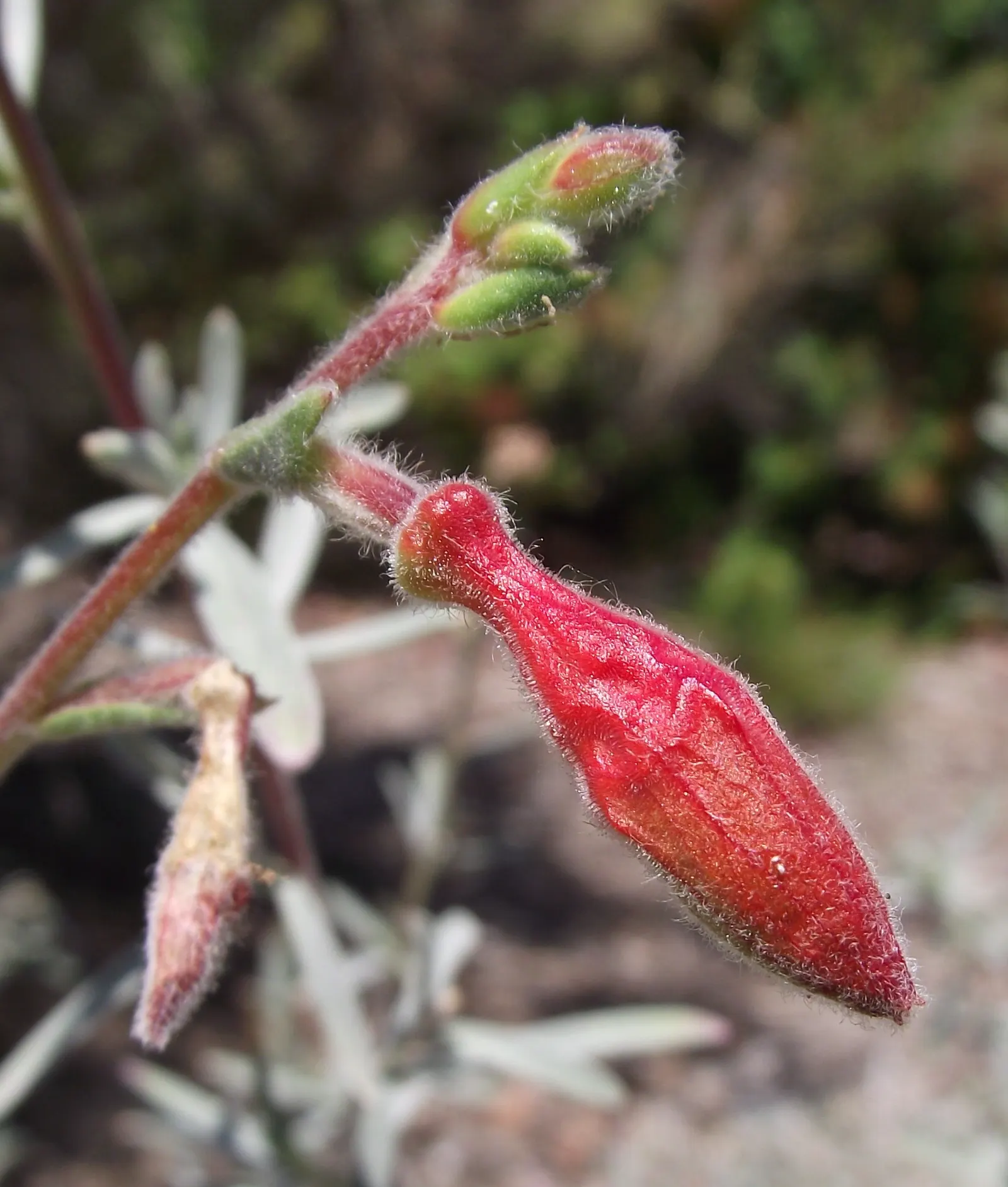California Fuchsia (Epilobium Canum) — orange flowers in the garden