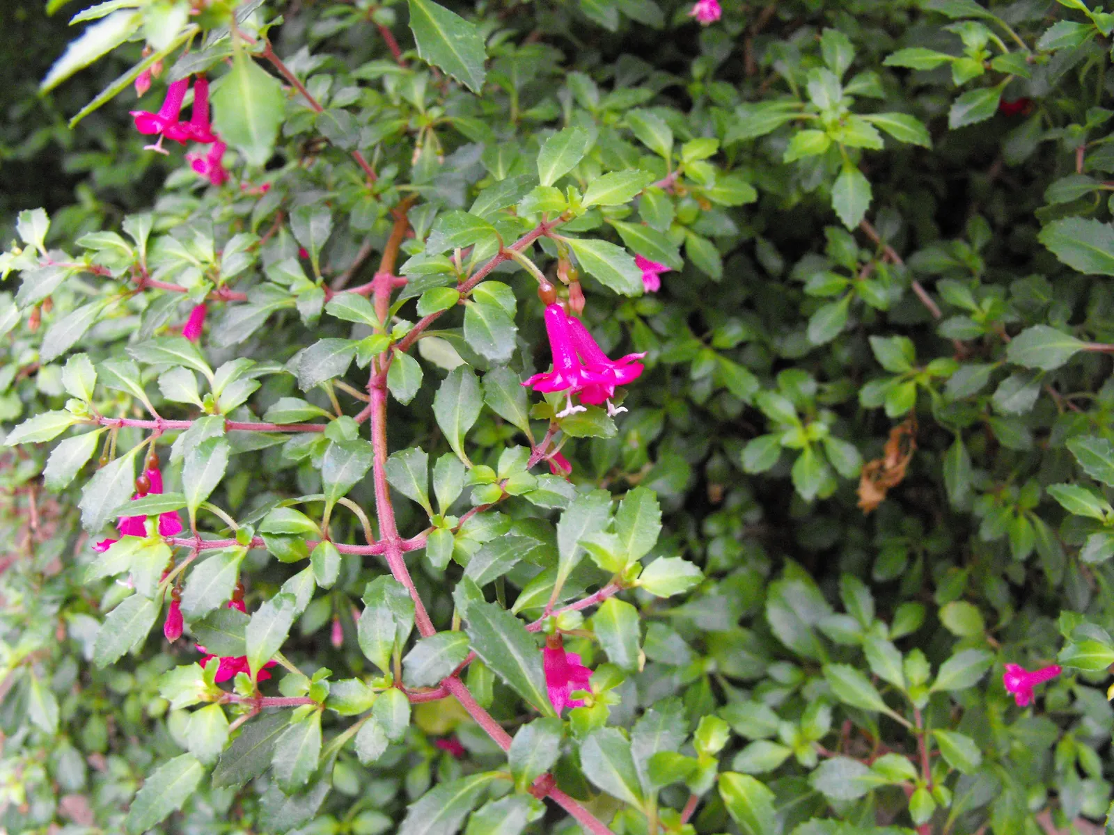 California Fuchsia (Epilobium Canum) — With its low-water needs and high wildlife value; deadheading spent blooms can encourage a more robust display