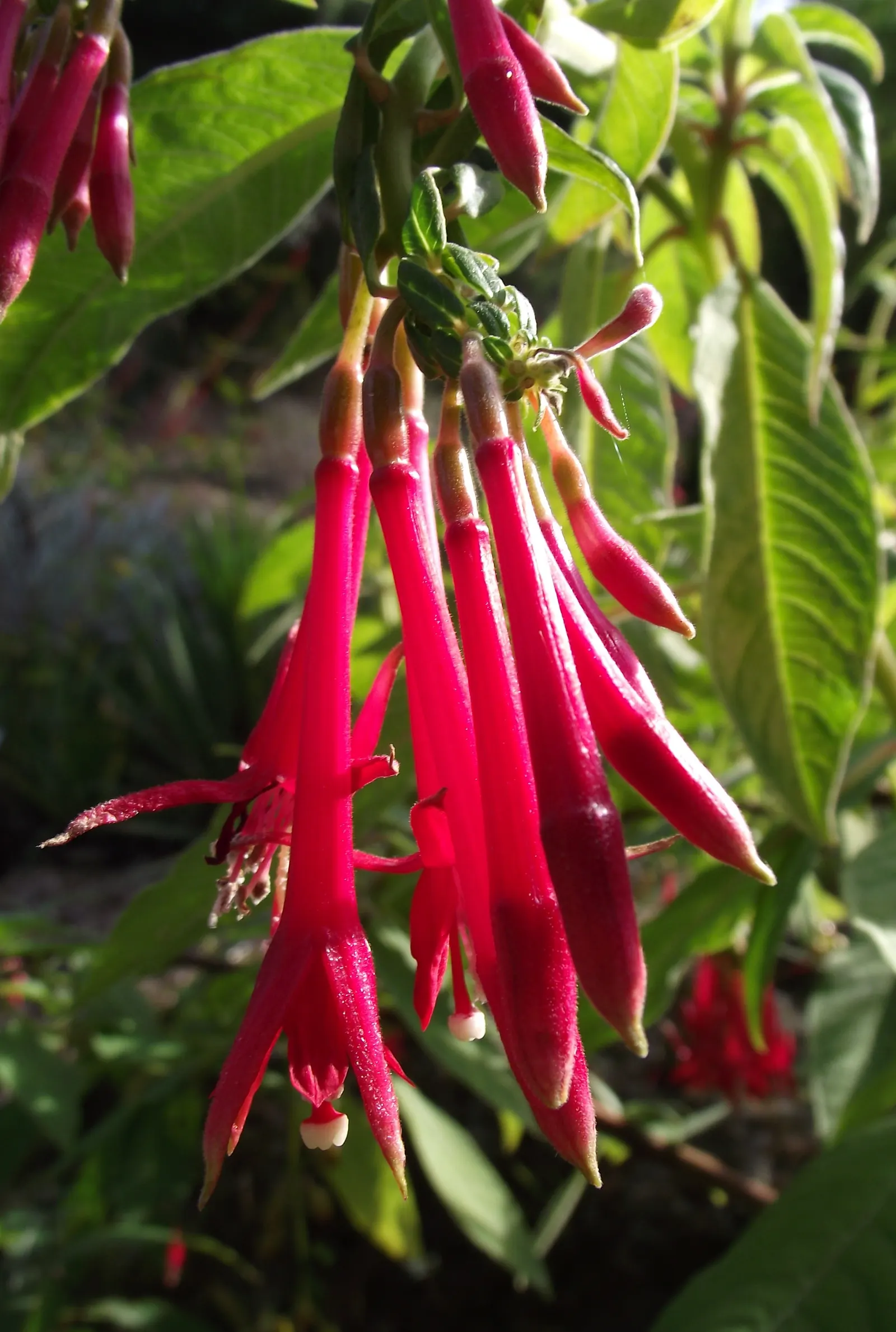 California Fuchsia (Epilobium Canum) — orange flowers in the garden; thriving in hardiness zones 7-10