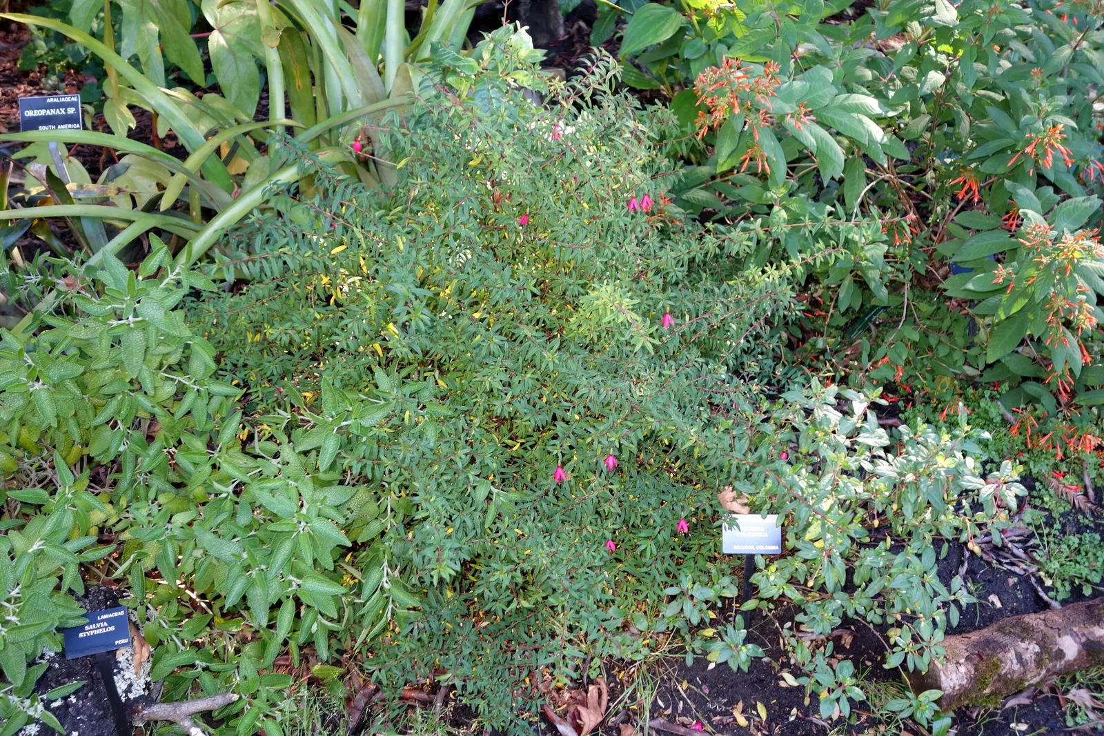 California Fuchsia (Epilobium Canum) — though occasional watering during prolonged dry spells will keep it looking its best; orange flowers in the garden