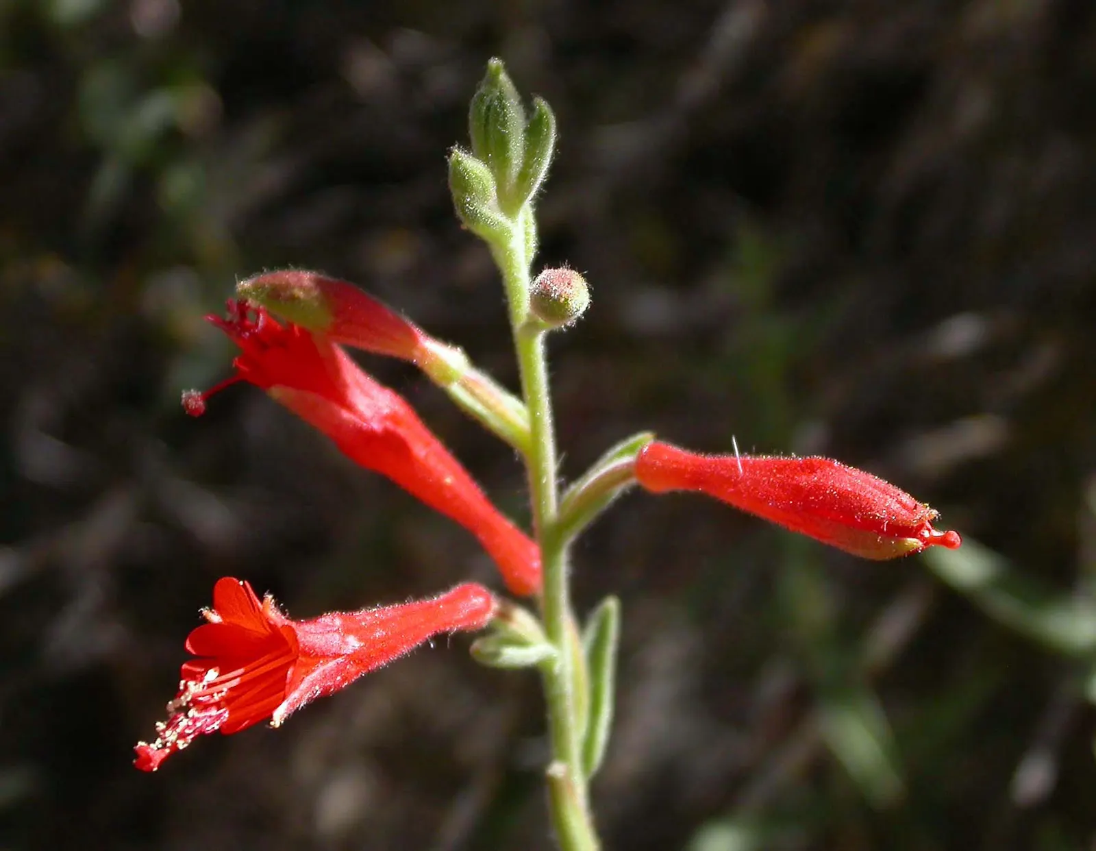 California Fuchsia (Epilobium Canum) — perennial for full; california Fuchsia is a sustainable and eye-catching addition to any Californian landscape