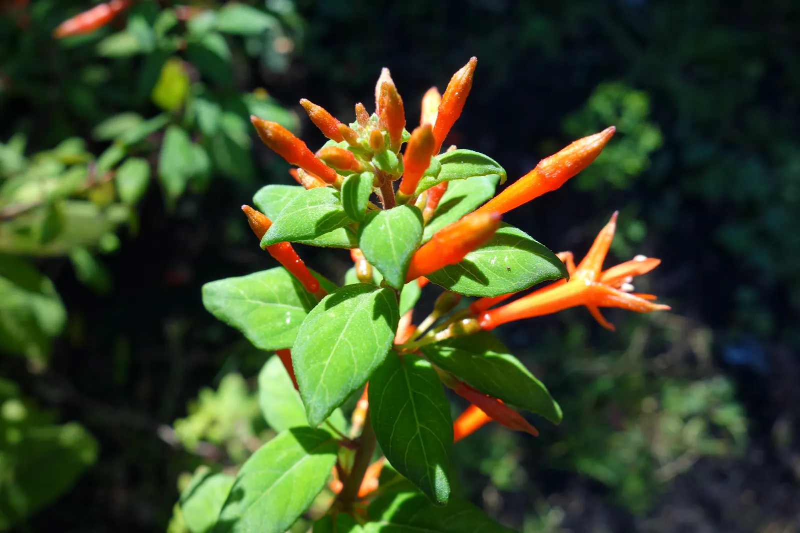 California Fuchsia (Epilobium Canum) — while the plant itself typically reaches a height of 1 to 2 feet with a spreading habit of 2 to 4 feet wide; perennial